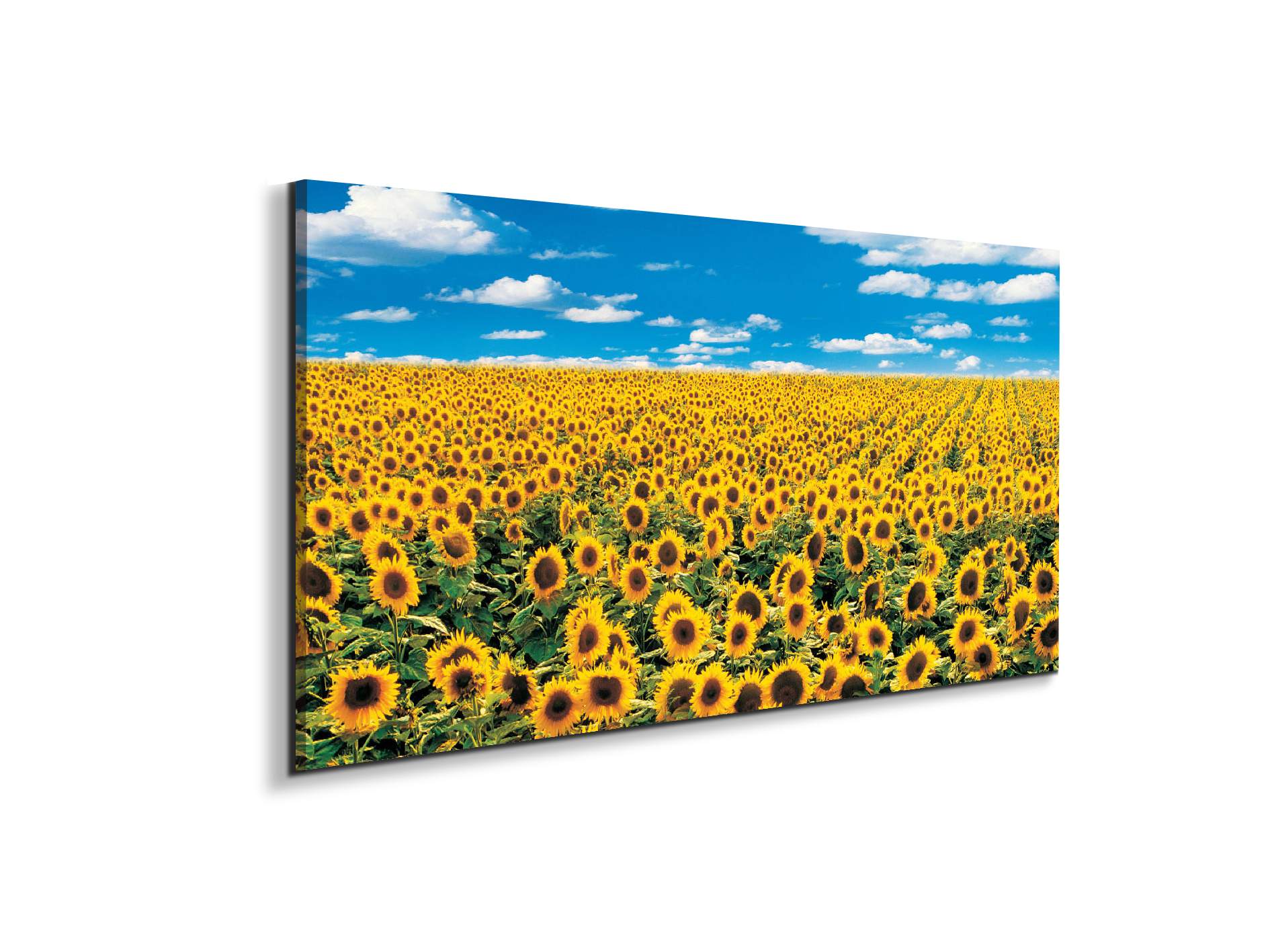 sunflowerec14546-
