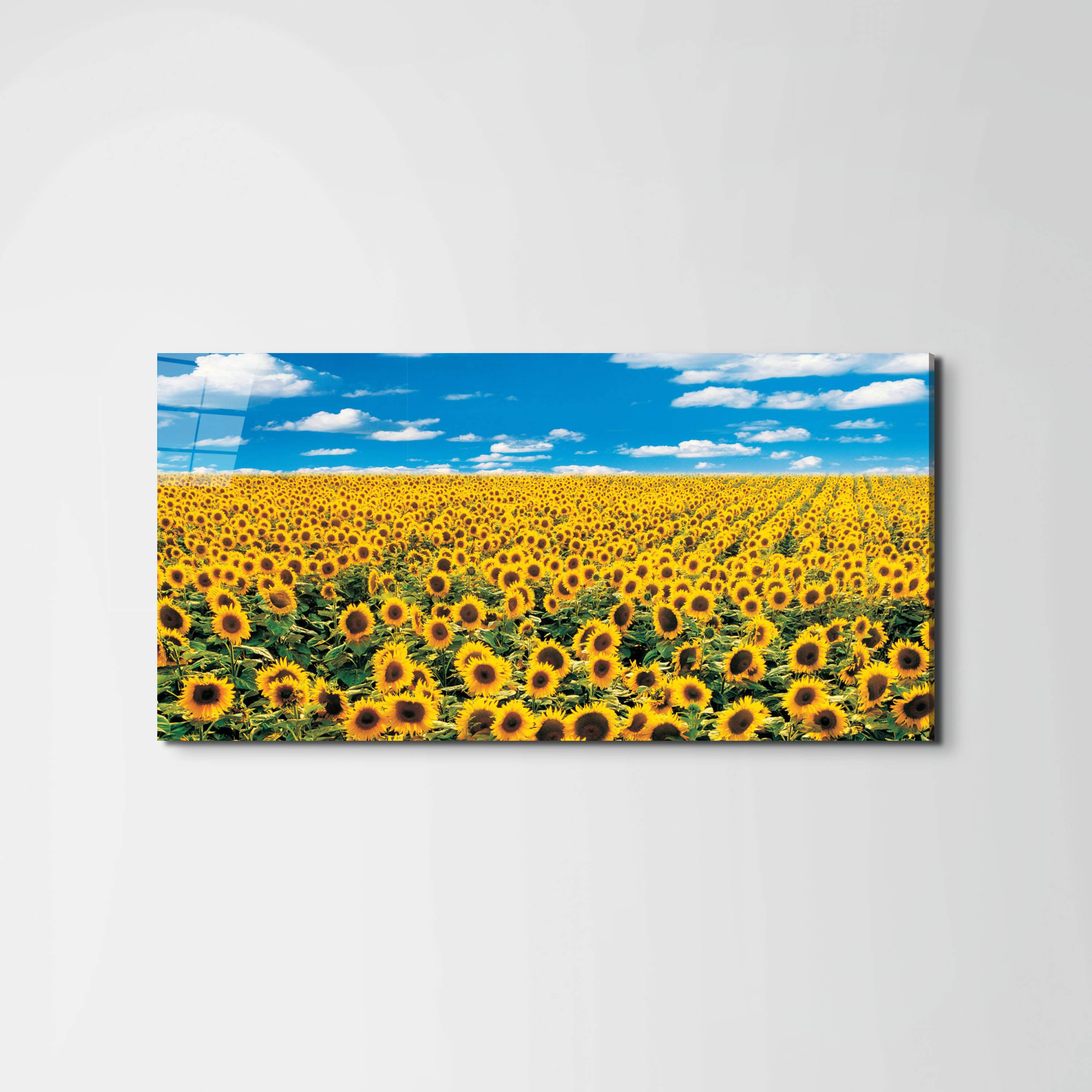 sunflowerec14546-