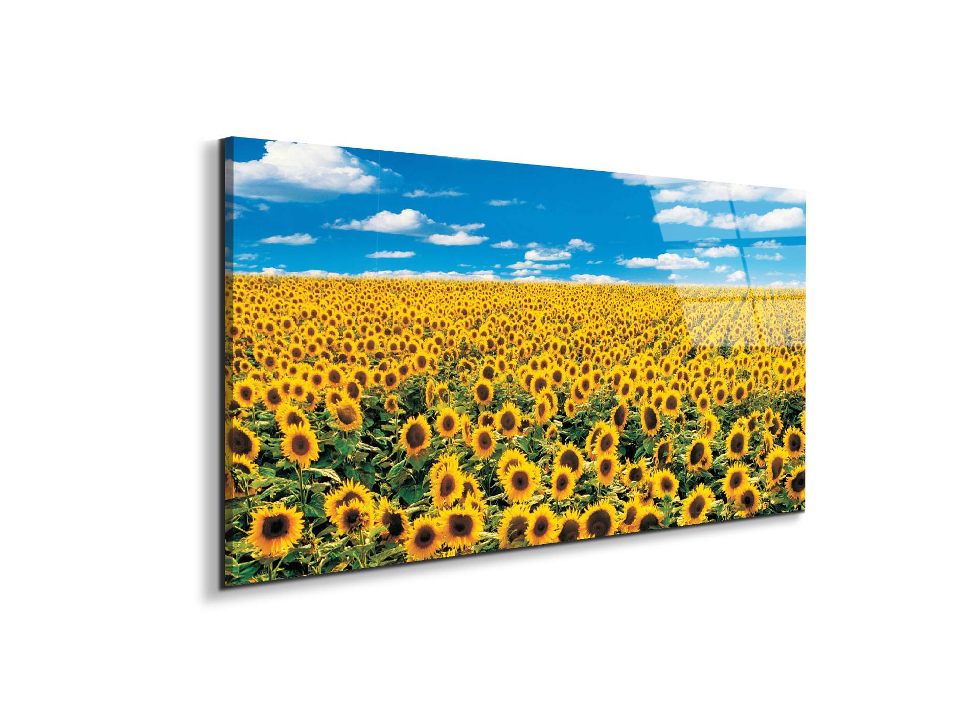 sunflowerec14546-