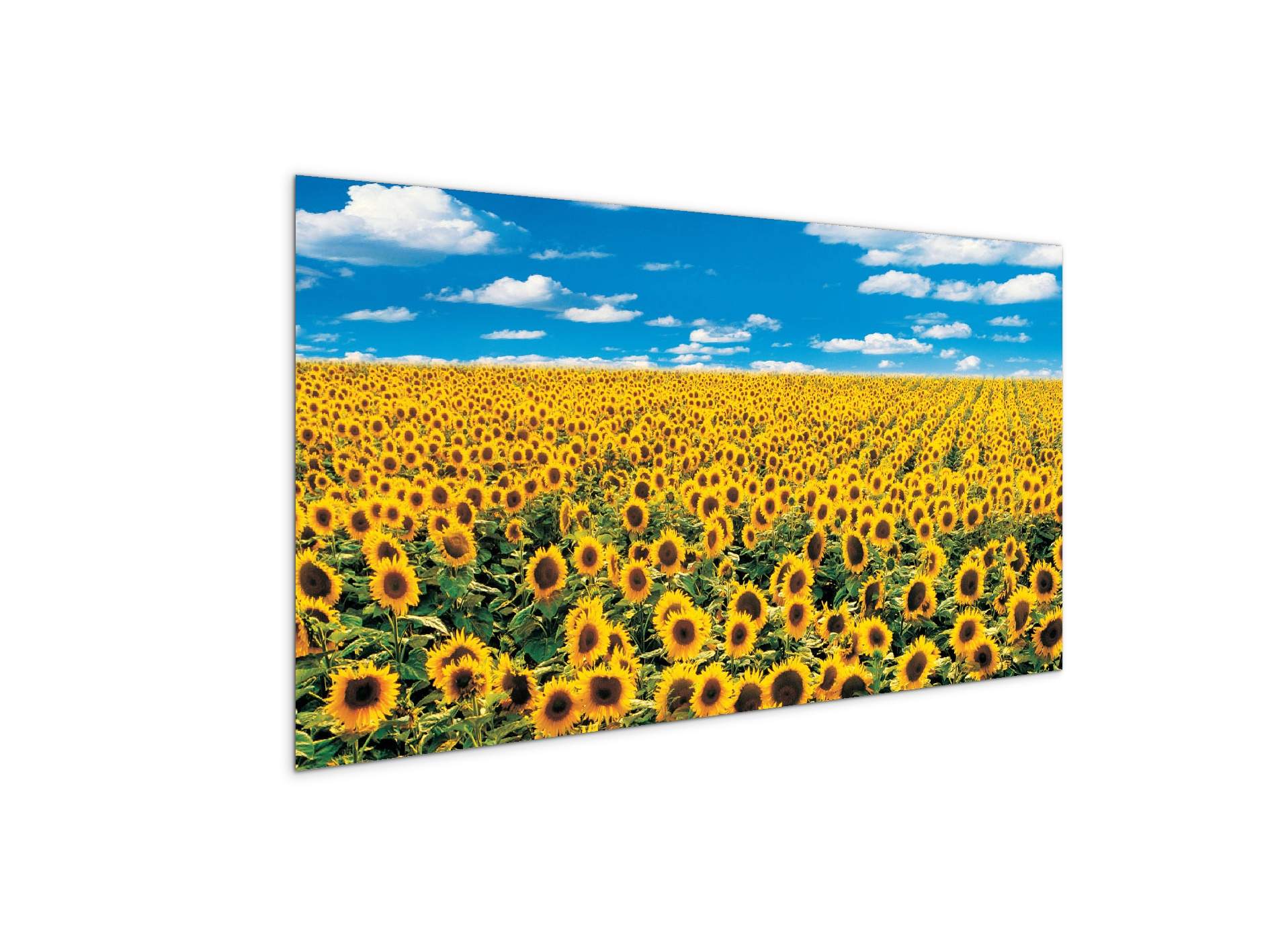 sunflowerec14546-