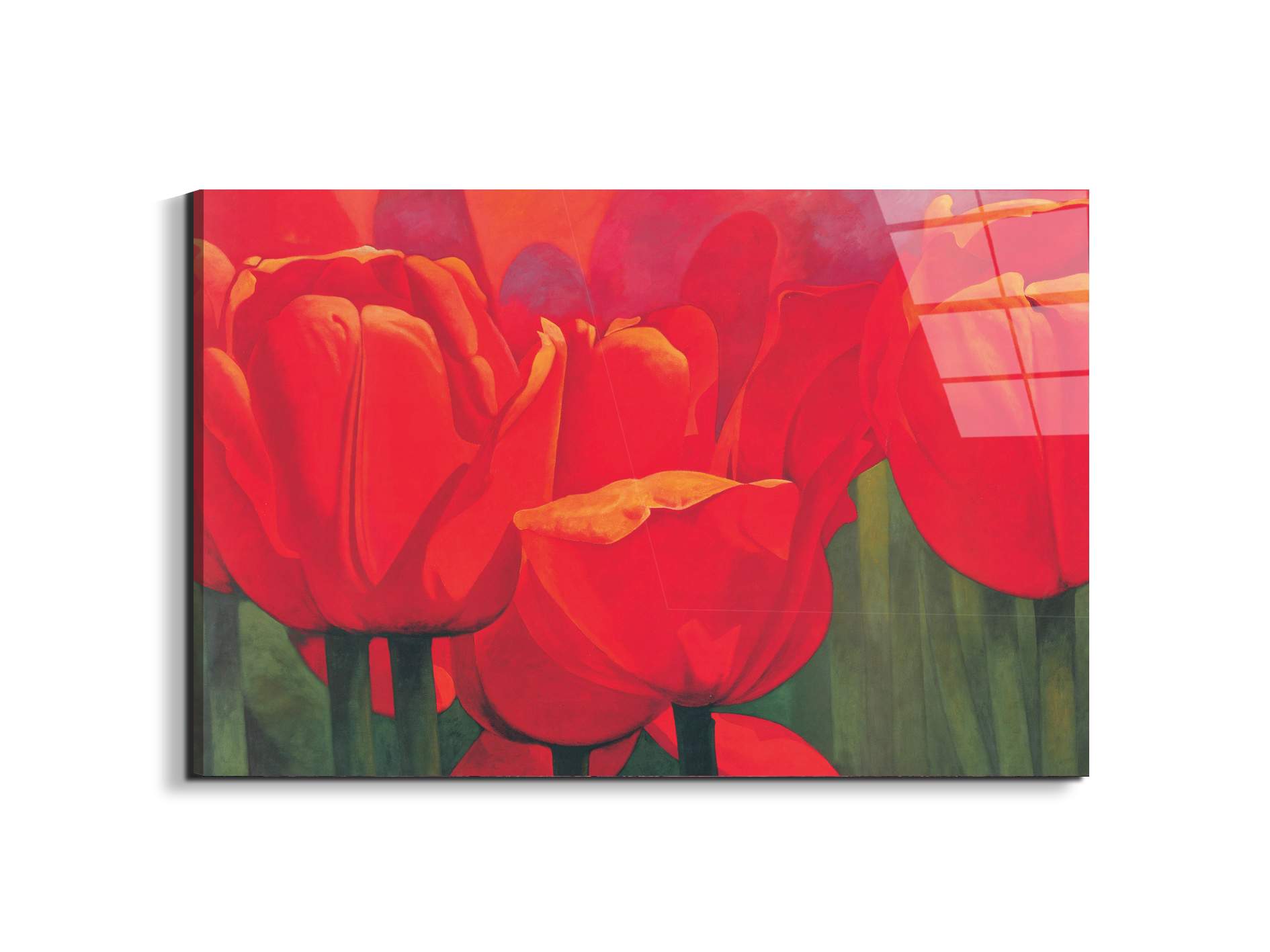 red-tulips-iec18694-