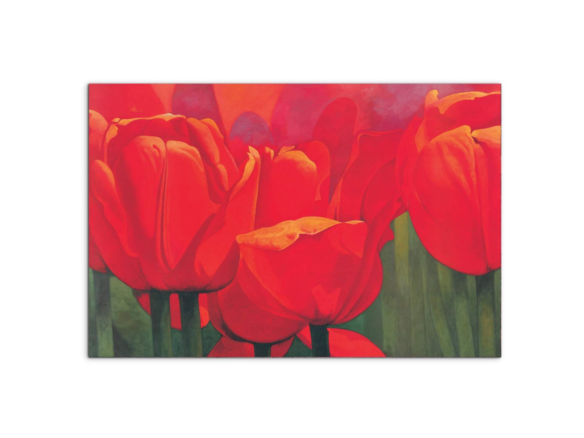 red-tulips-iec18694-