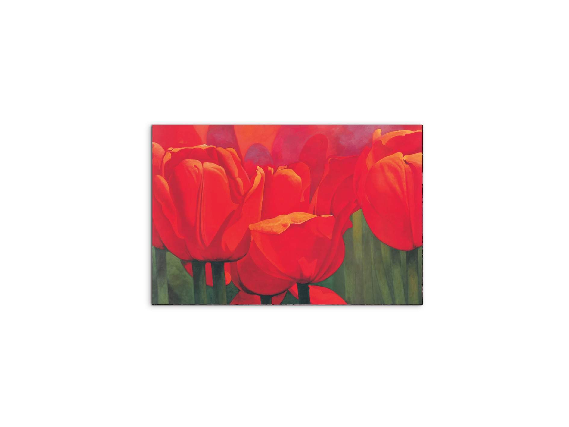 red-tulips-iec18694-
