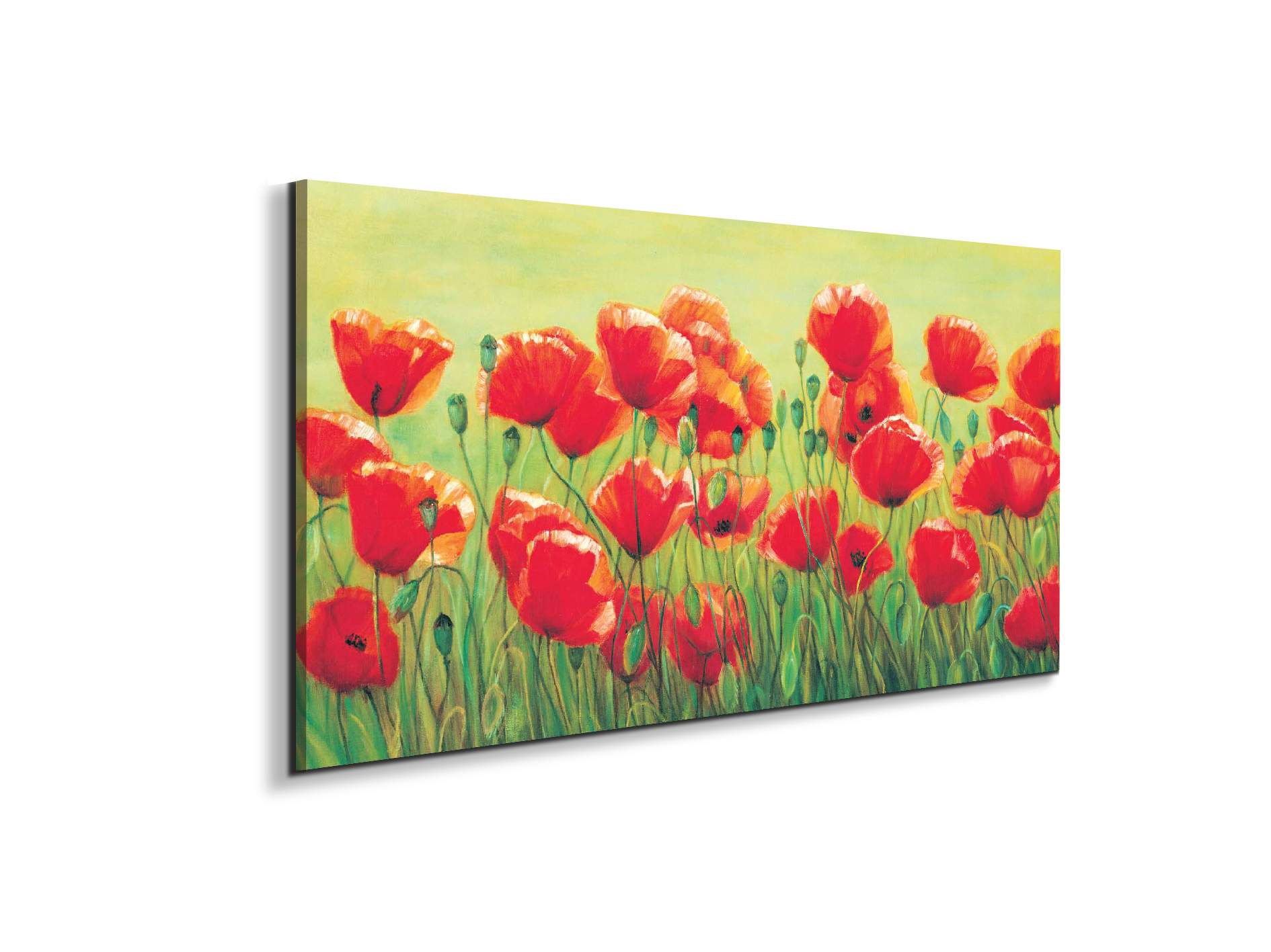 red-poppies-iiec20307-