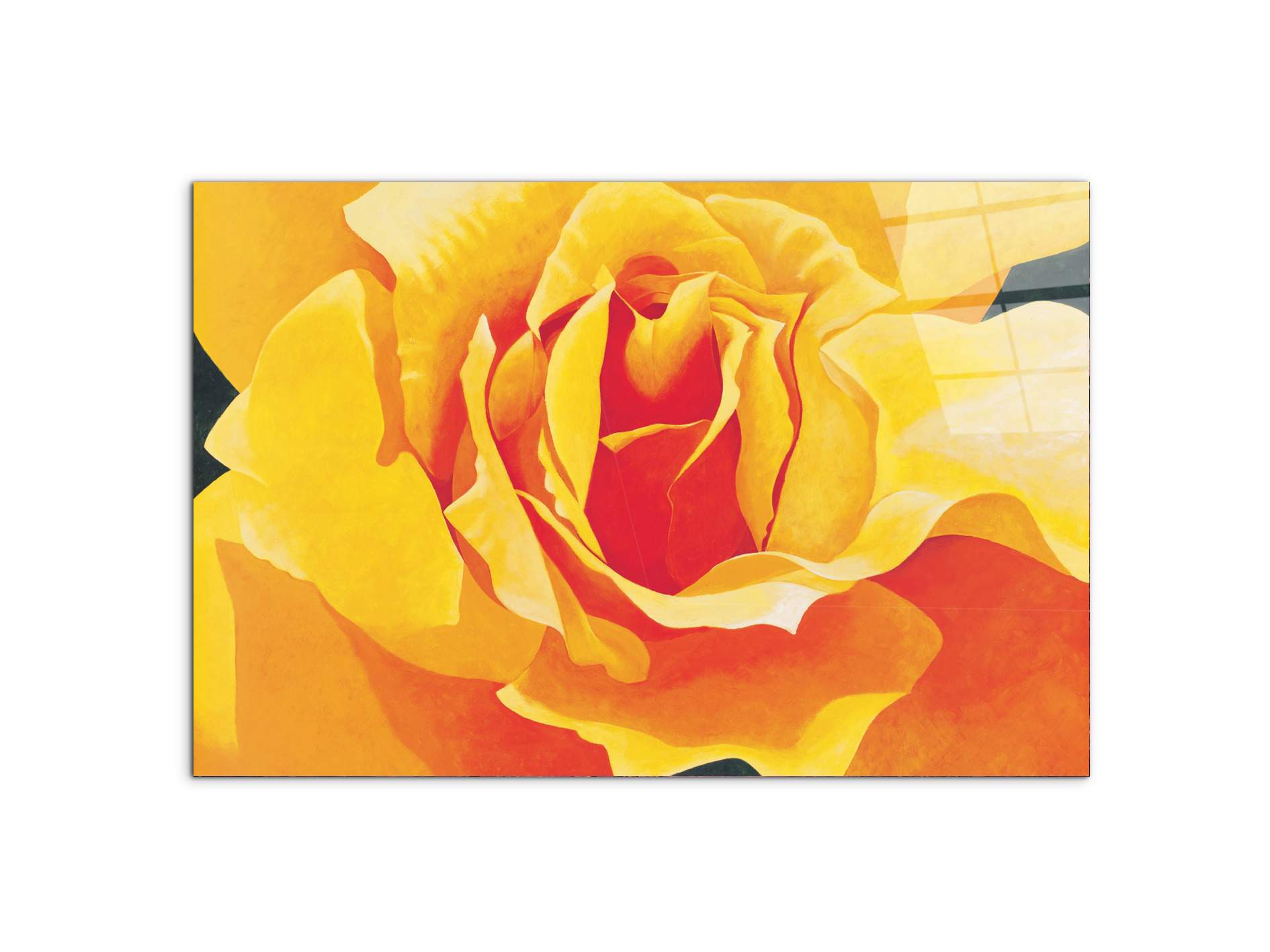 yellow-roseec20316-