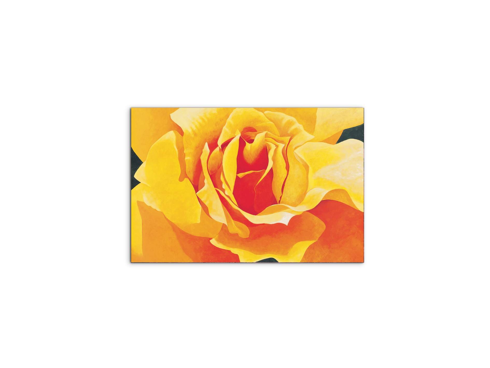 yellow-roseec20316-