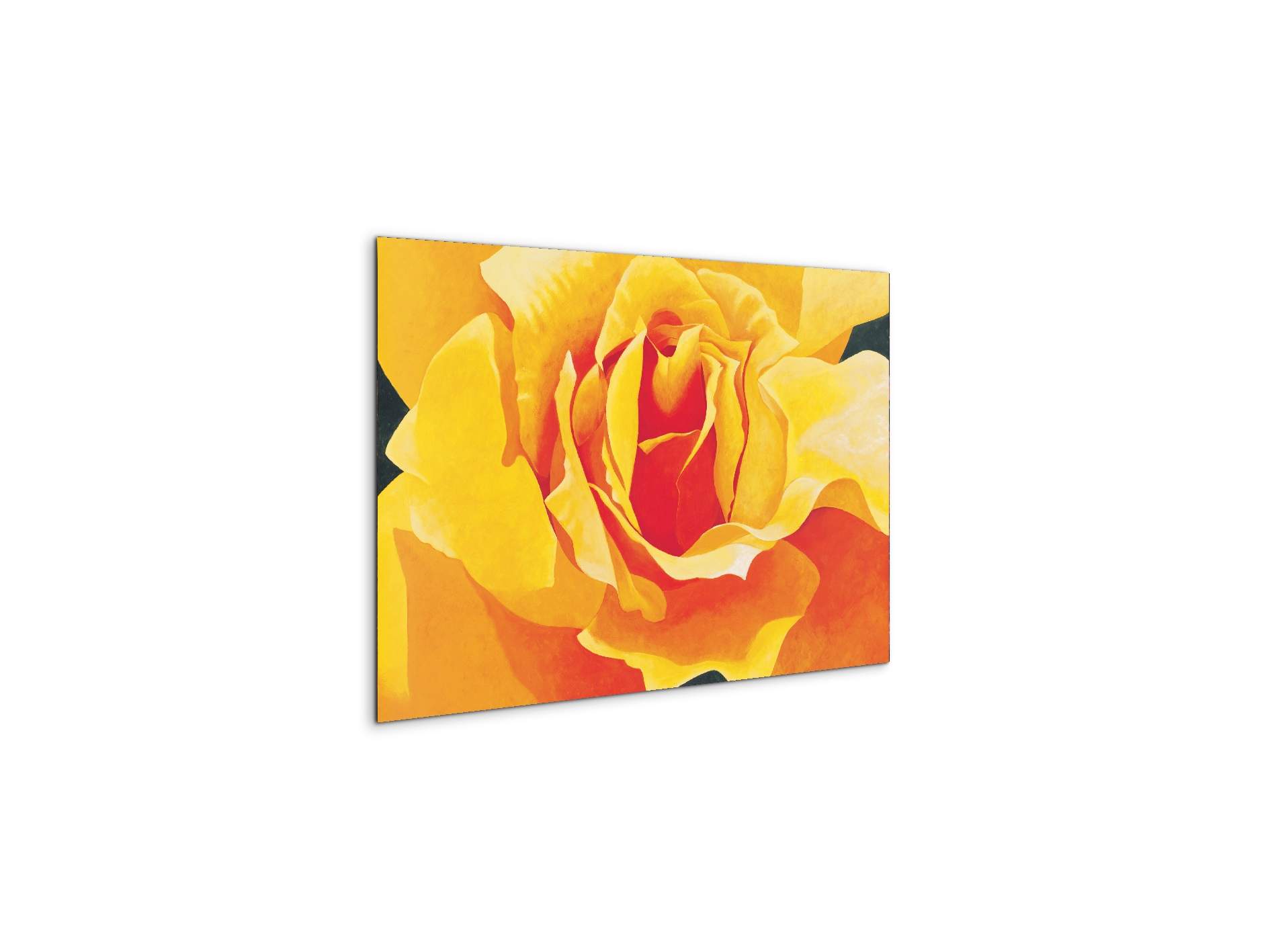 yellow-roseec20316-