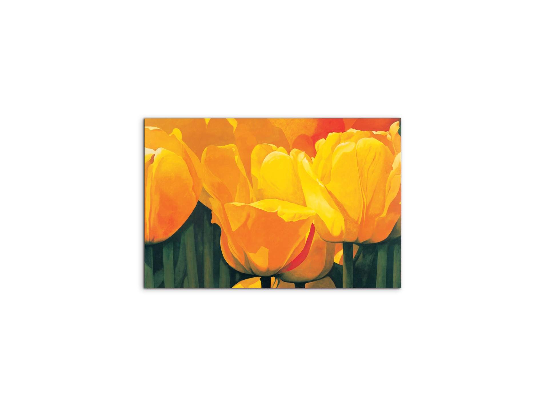 yellow-tulips-iec20318-#materiale_MetalArt Materic/dimensioni_50x33,33