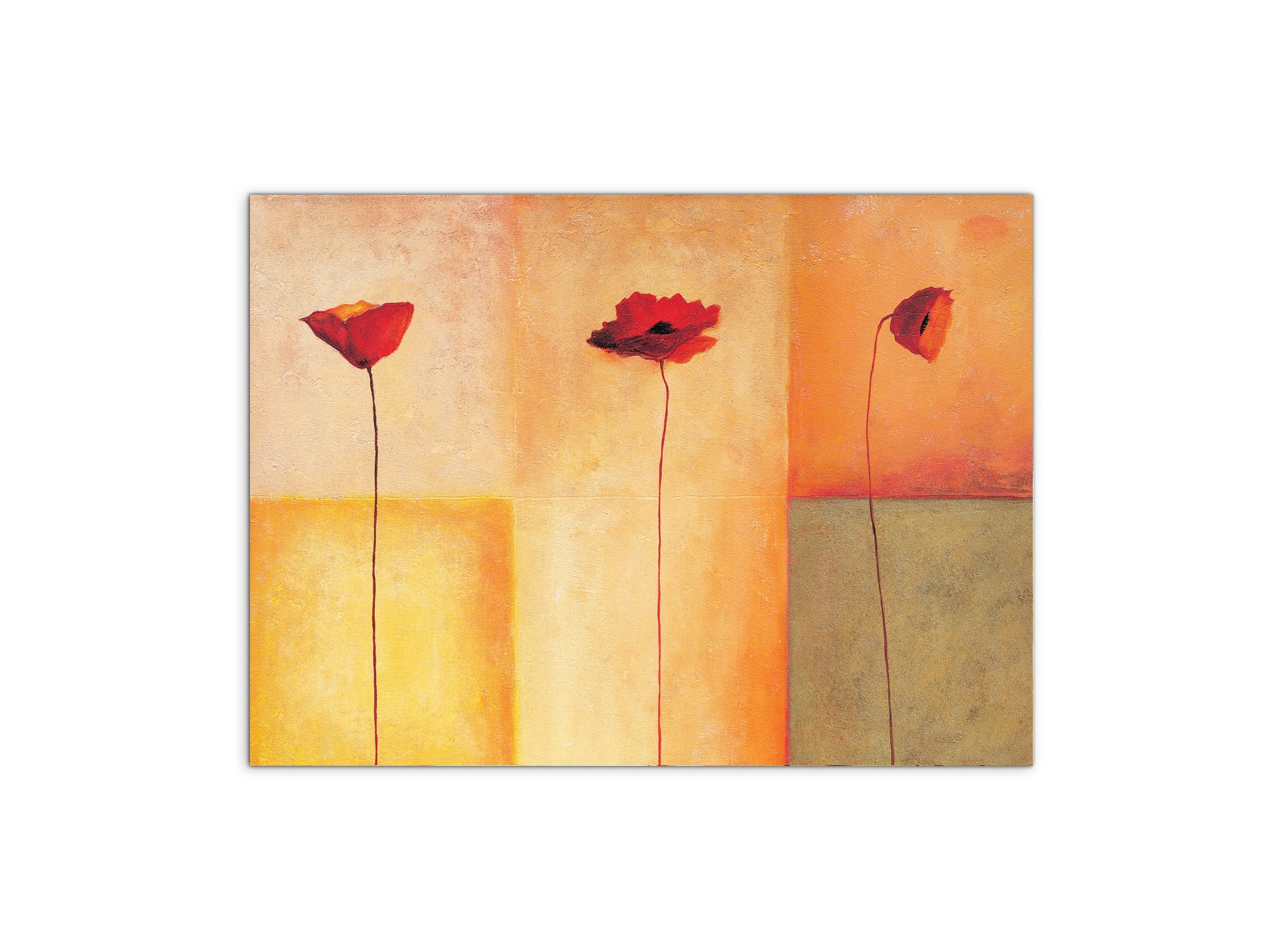 poppies-lifeec20431-
