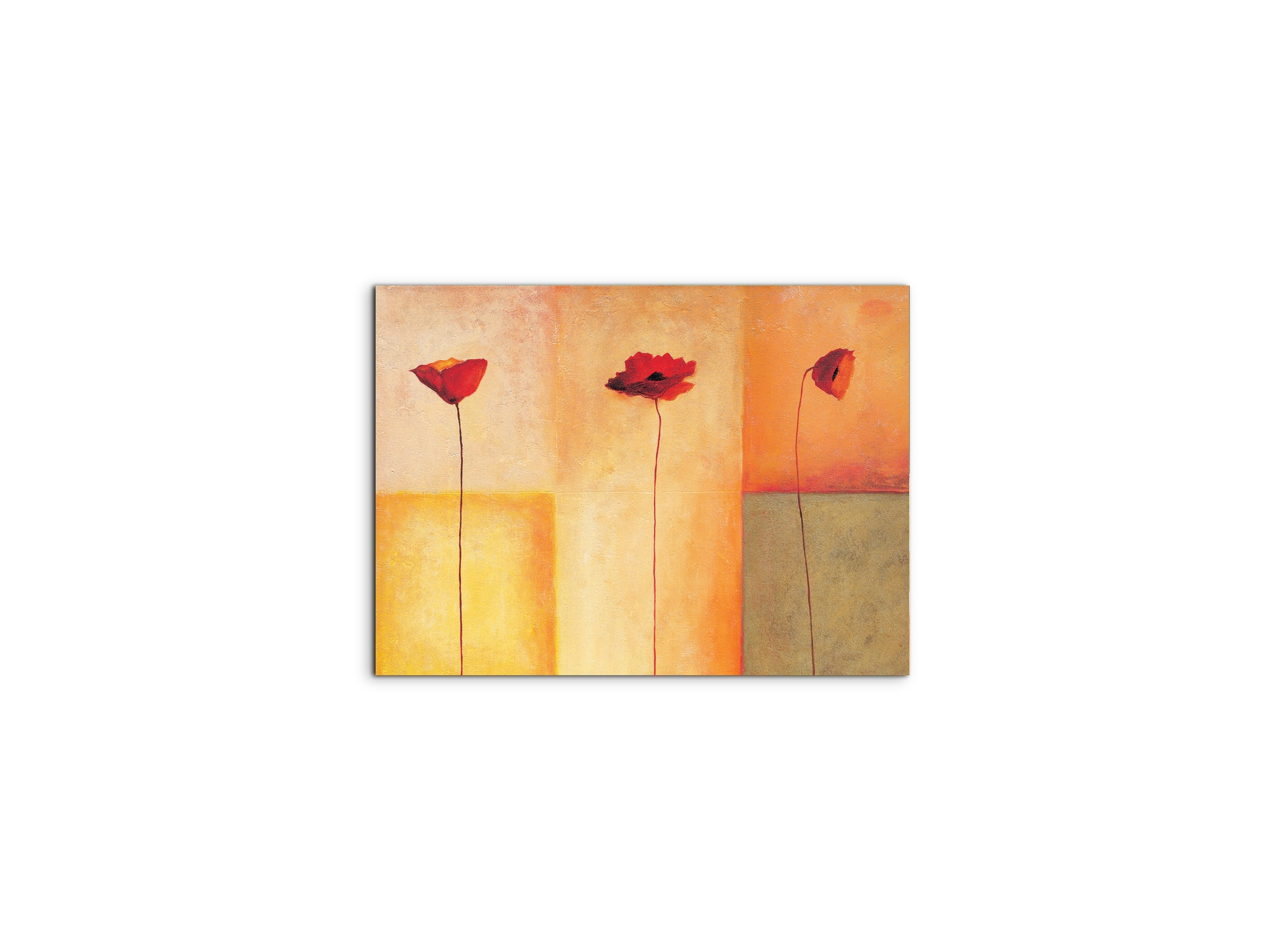 poppies-lifeec20431-