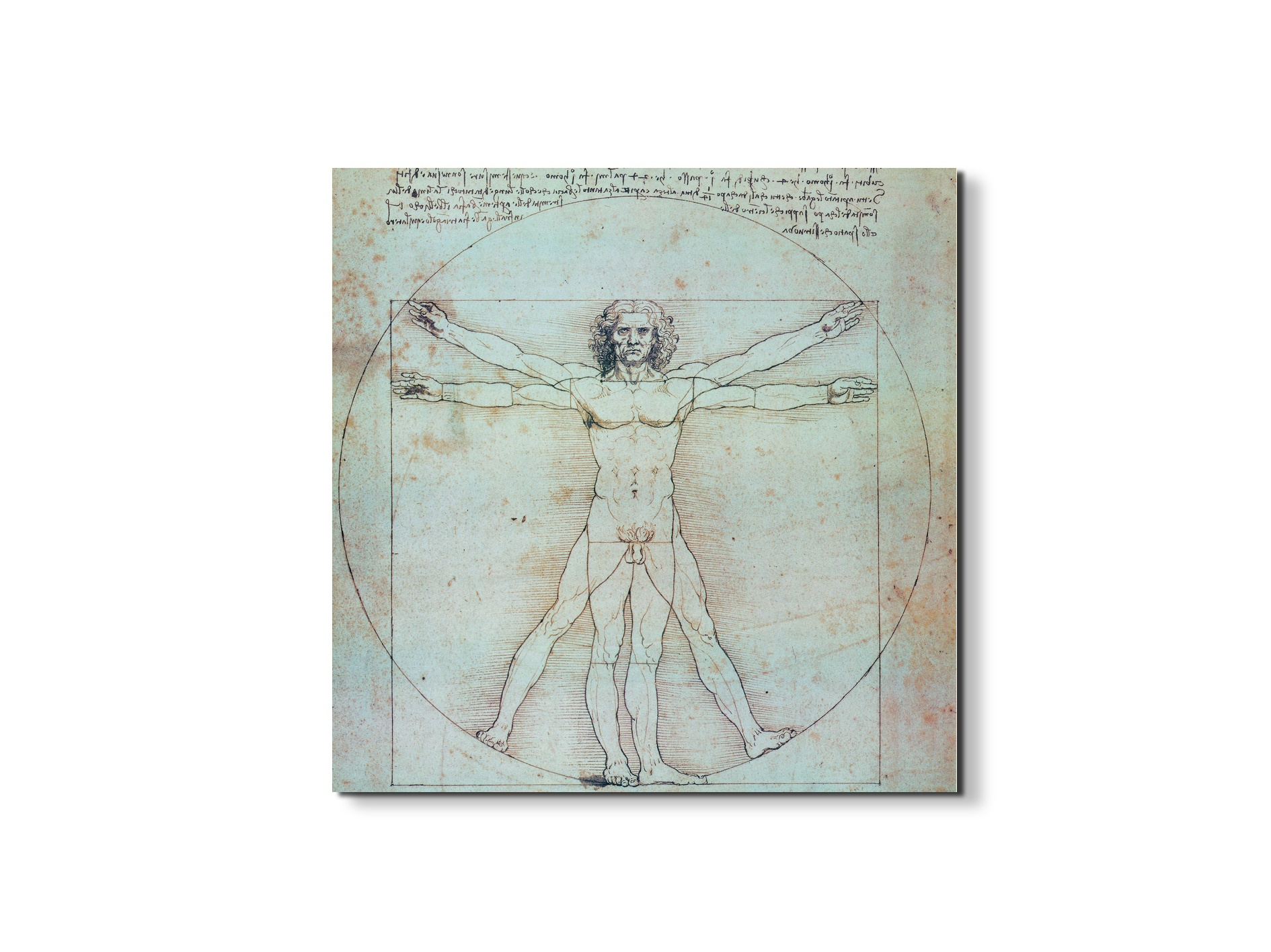 homage-to-leonardo-vitruvian-manec21828-