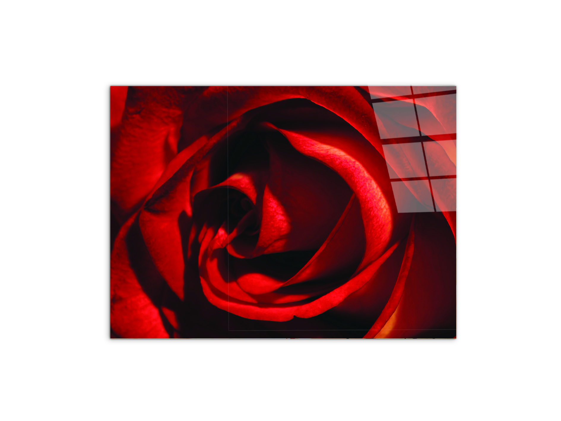 red-rose-heartec21967-#materiale_CrystalArt/dimensioni_77,5x58