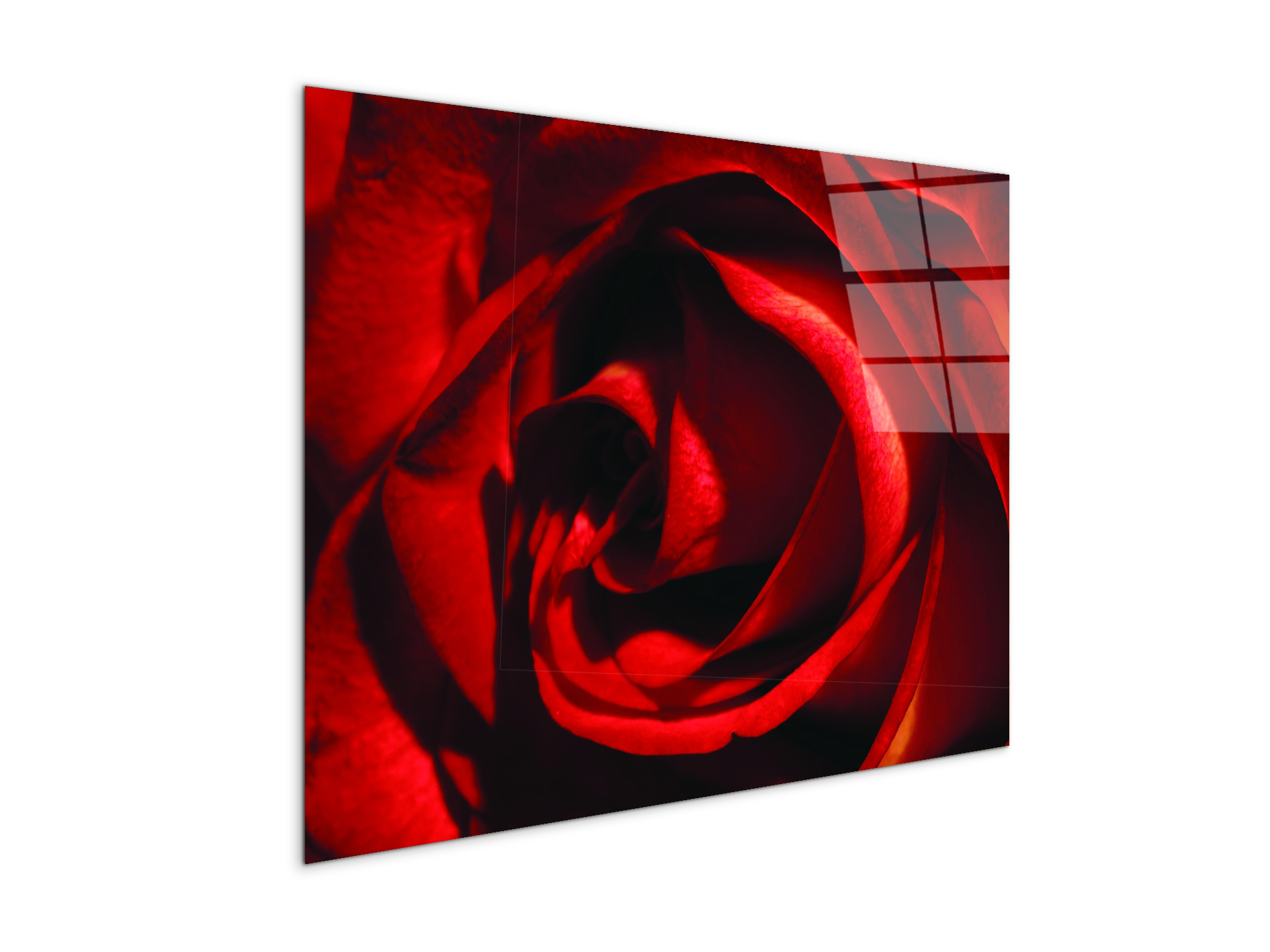 red-rose-heartec21967-