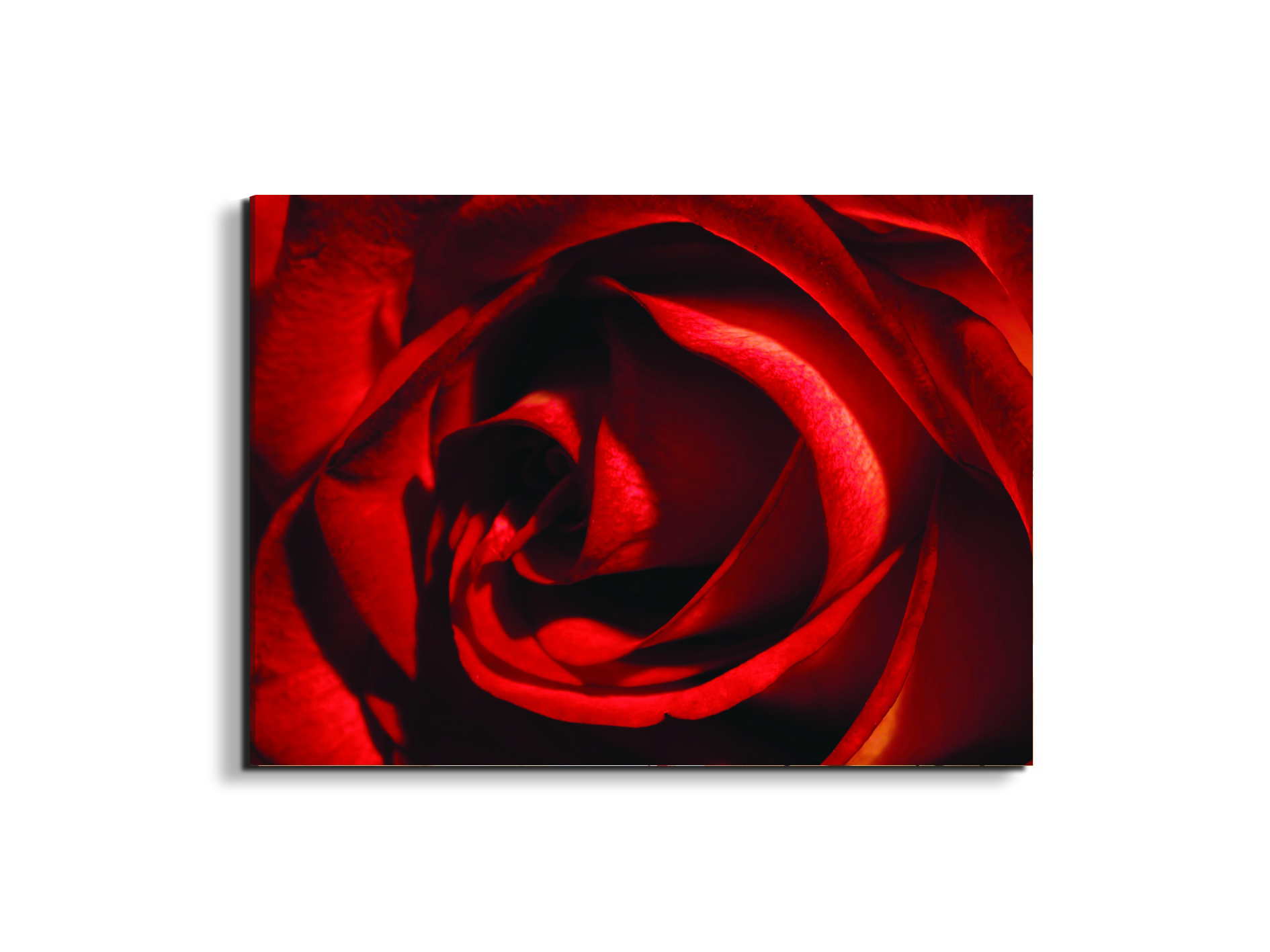 red-rose-heartec21967-