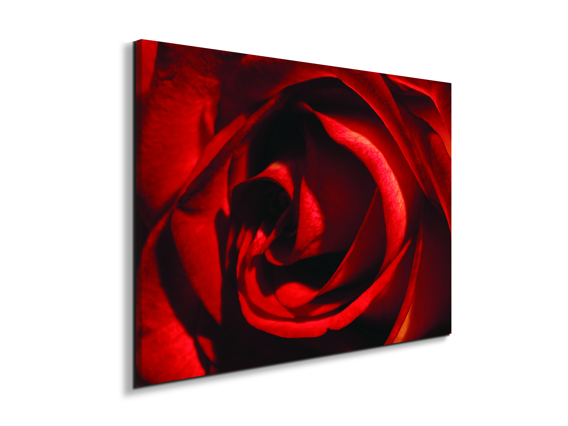 red-rose-heartec21967-