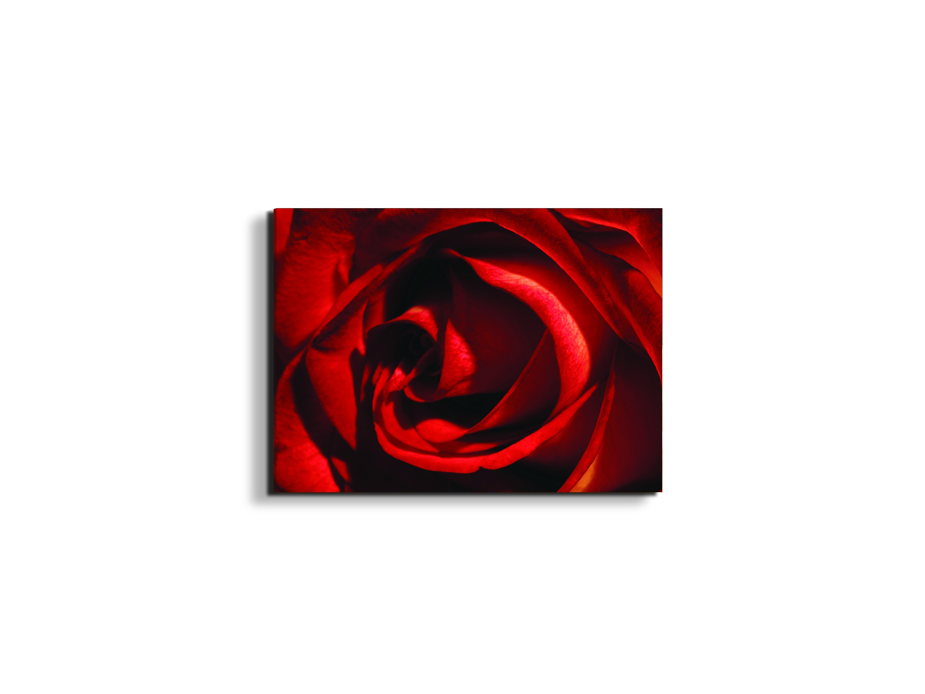 red-rose-heartec21967-