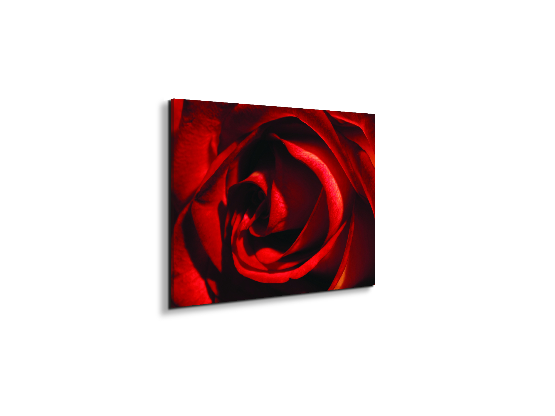 red-rose-heartec21967-