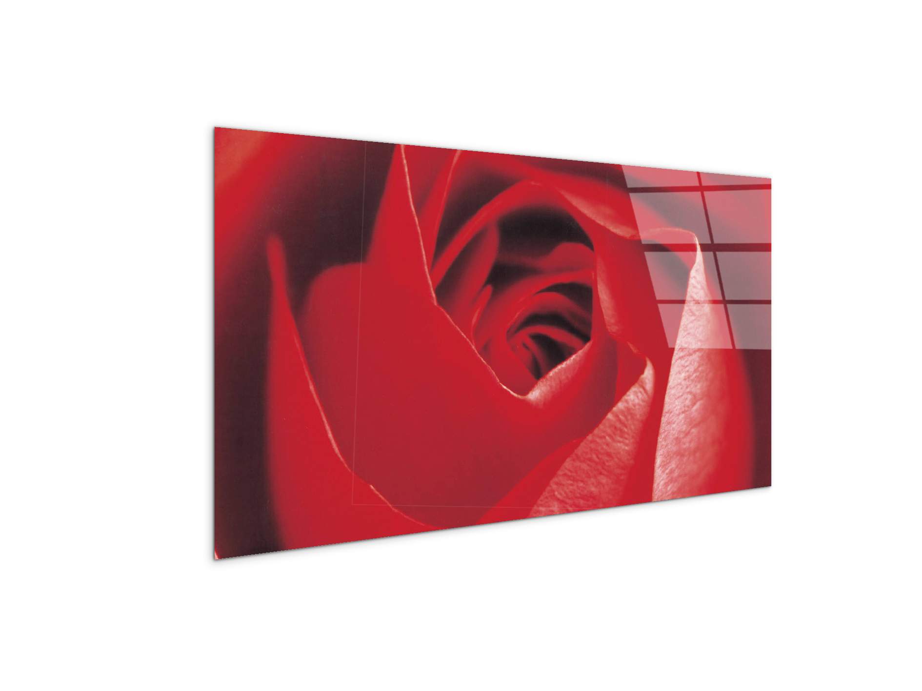 red-roseec22100-