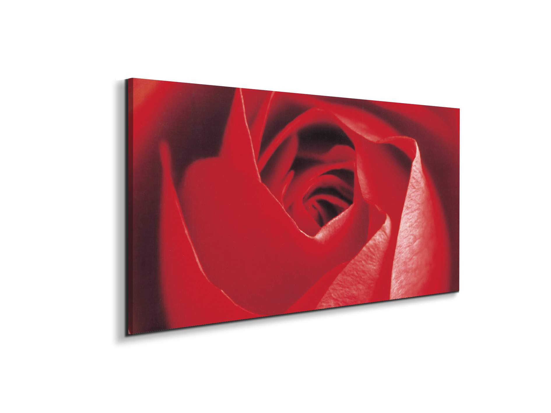 red-roseec22100-