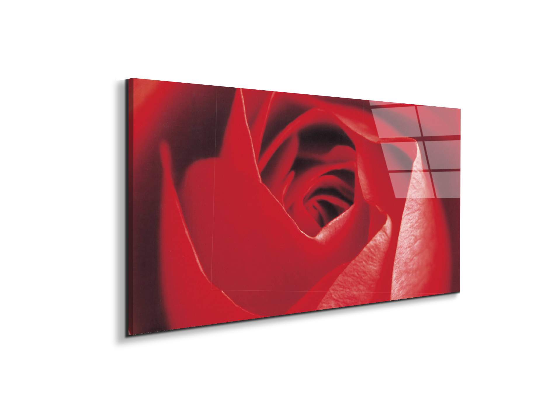 red-roseec22100-