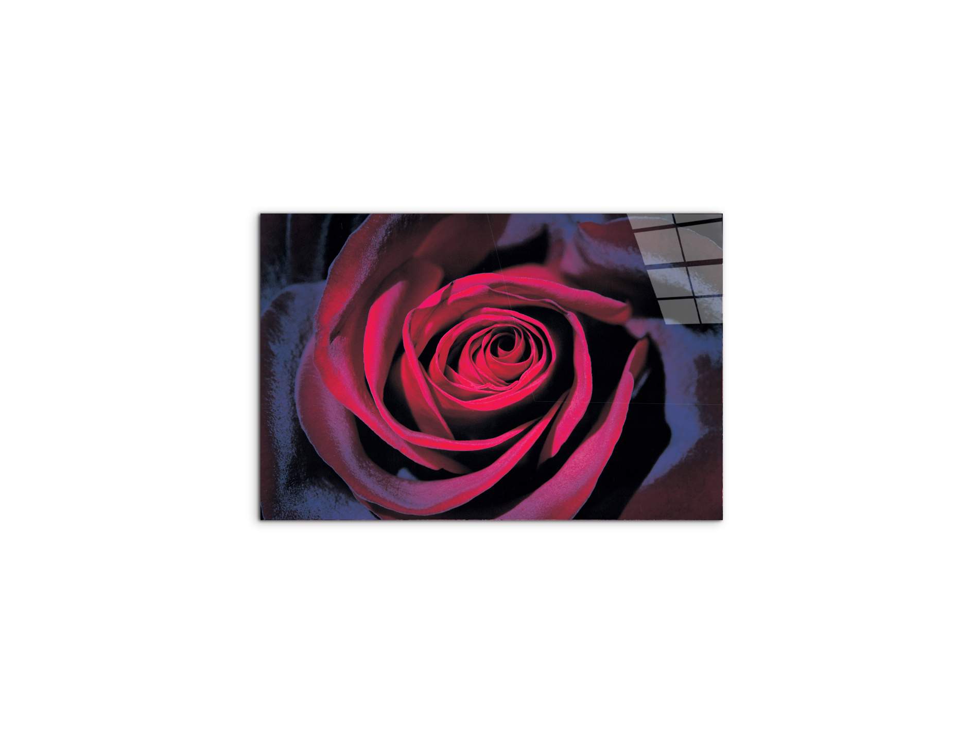 purple-roseec22106-#materiale_CrystalArt/dimensioni_50x33,33