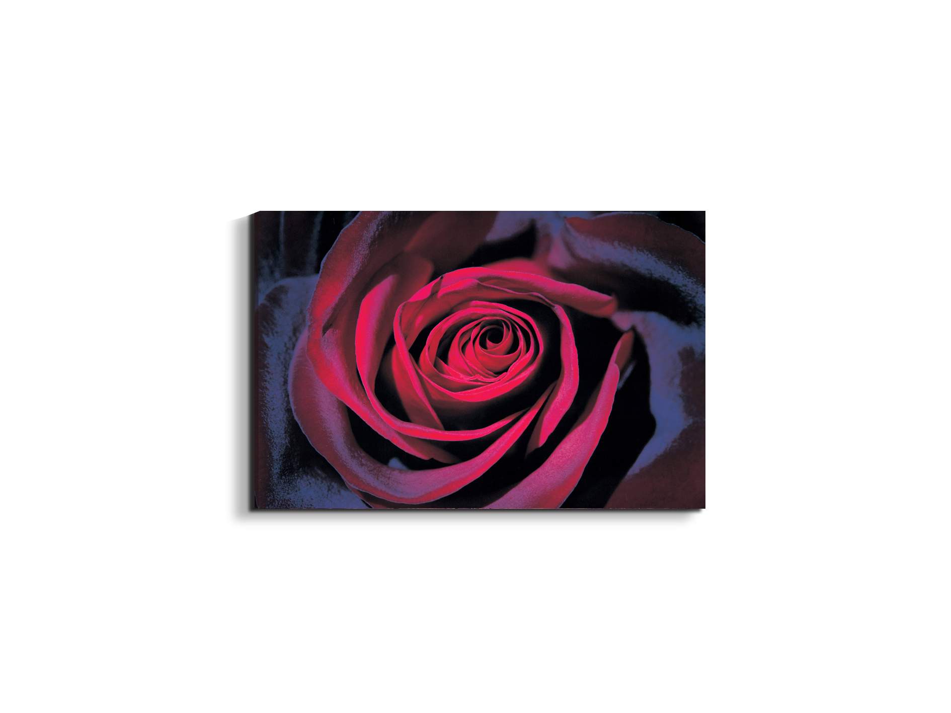 purple-roseec22106-#materiale_EarthArt/dimensioni_50x33,33