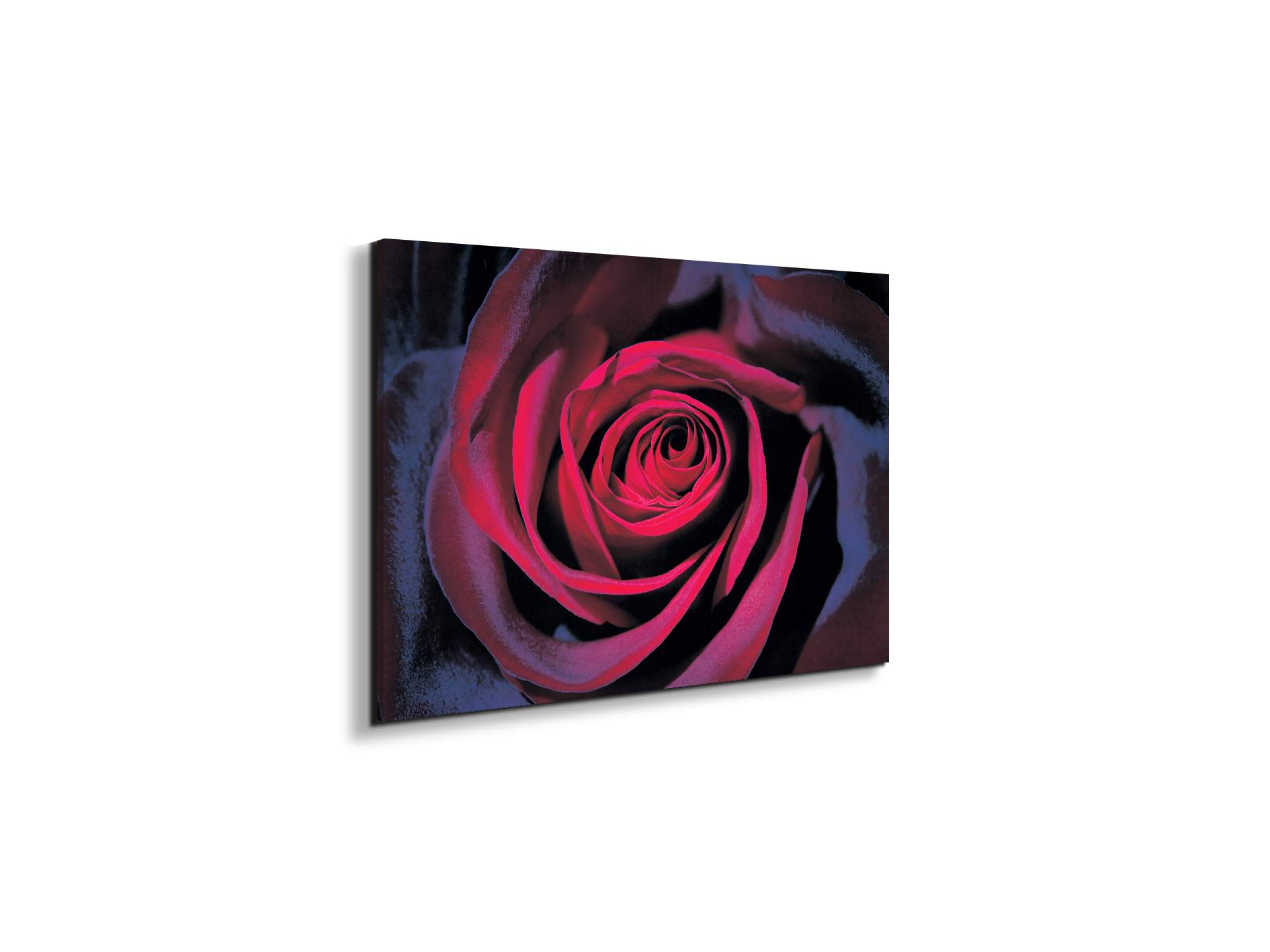 purple-roseec22106-#materiale_EarthArt/dimensioni_50x33,33