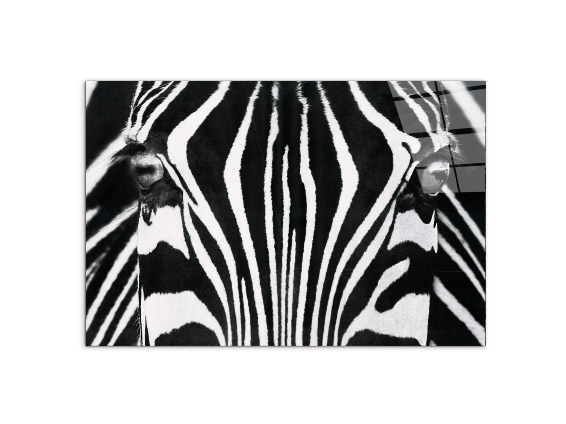 zebraec22171-