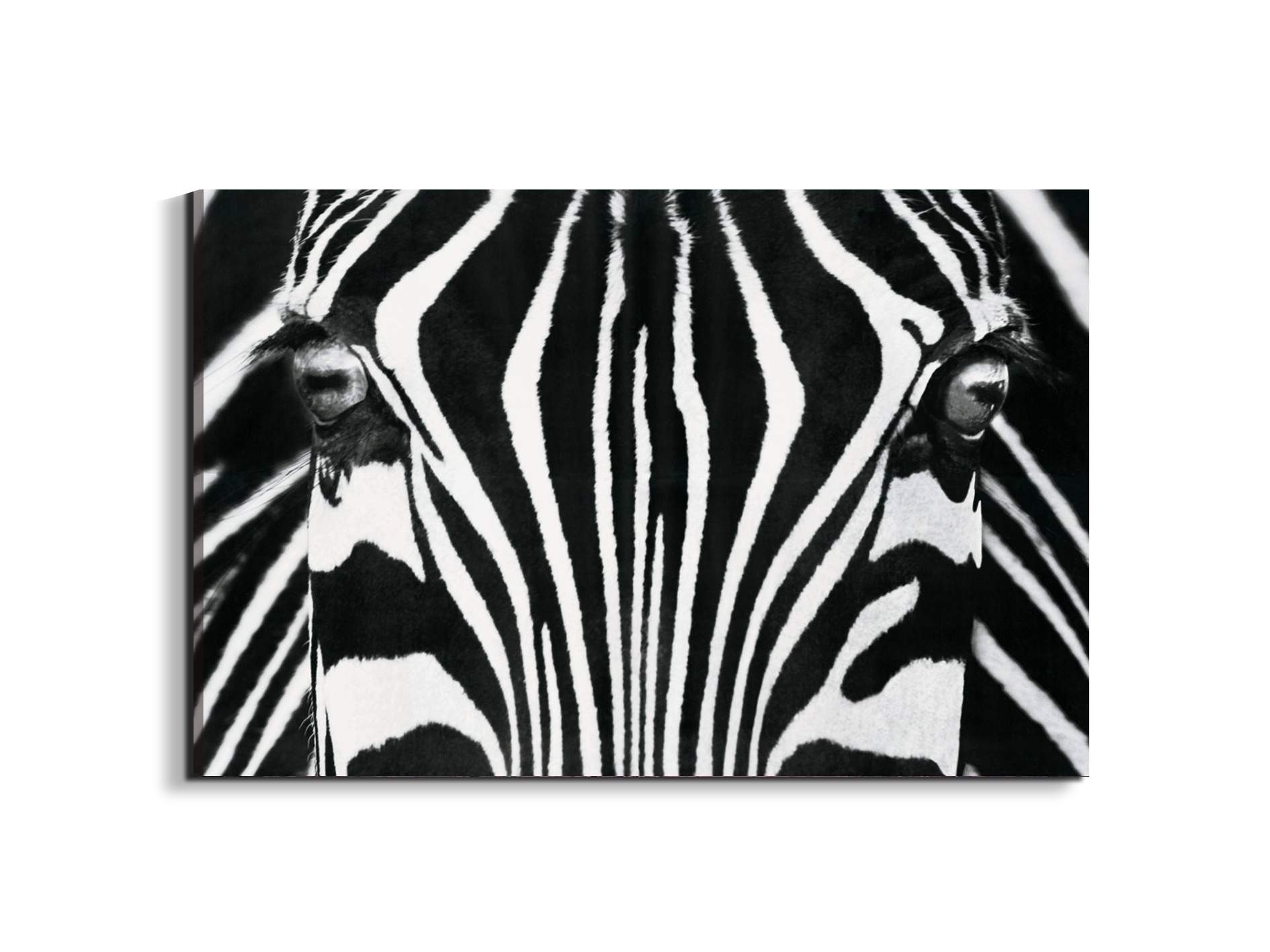 zebraec22171-