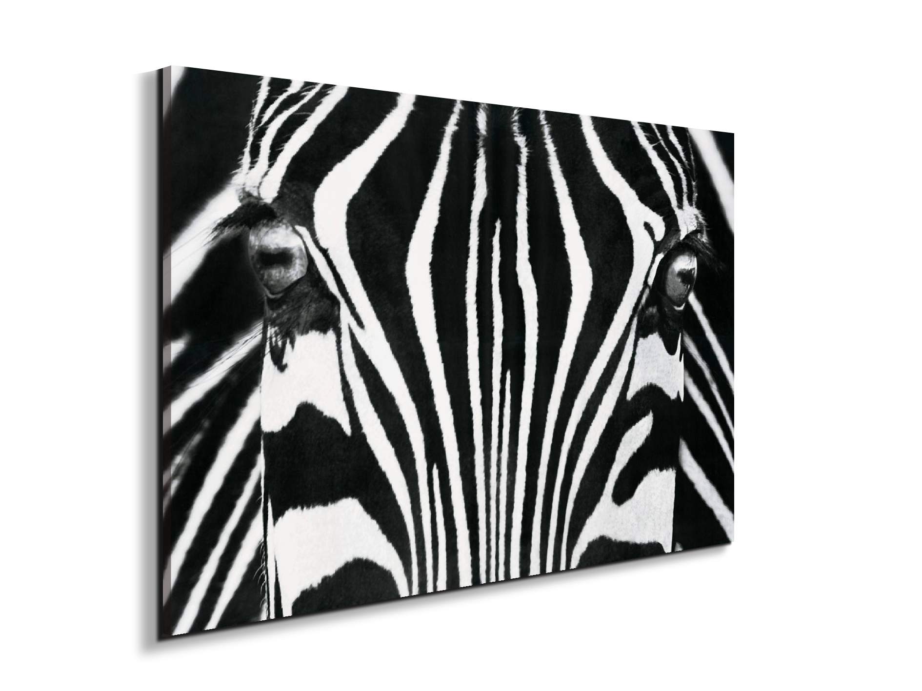 zebraec22171-