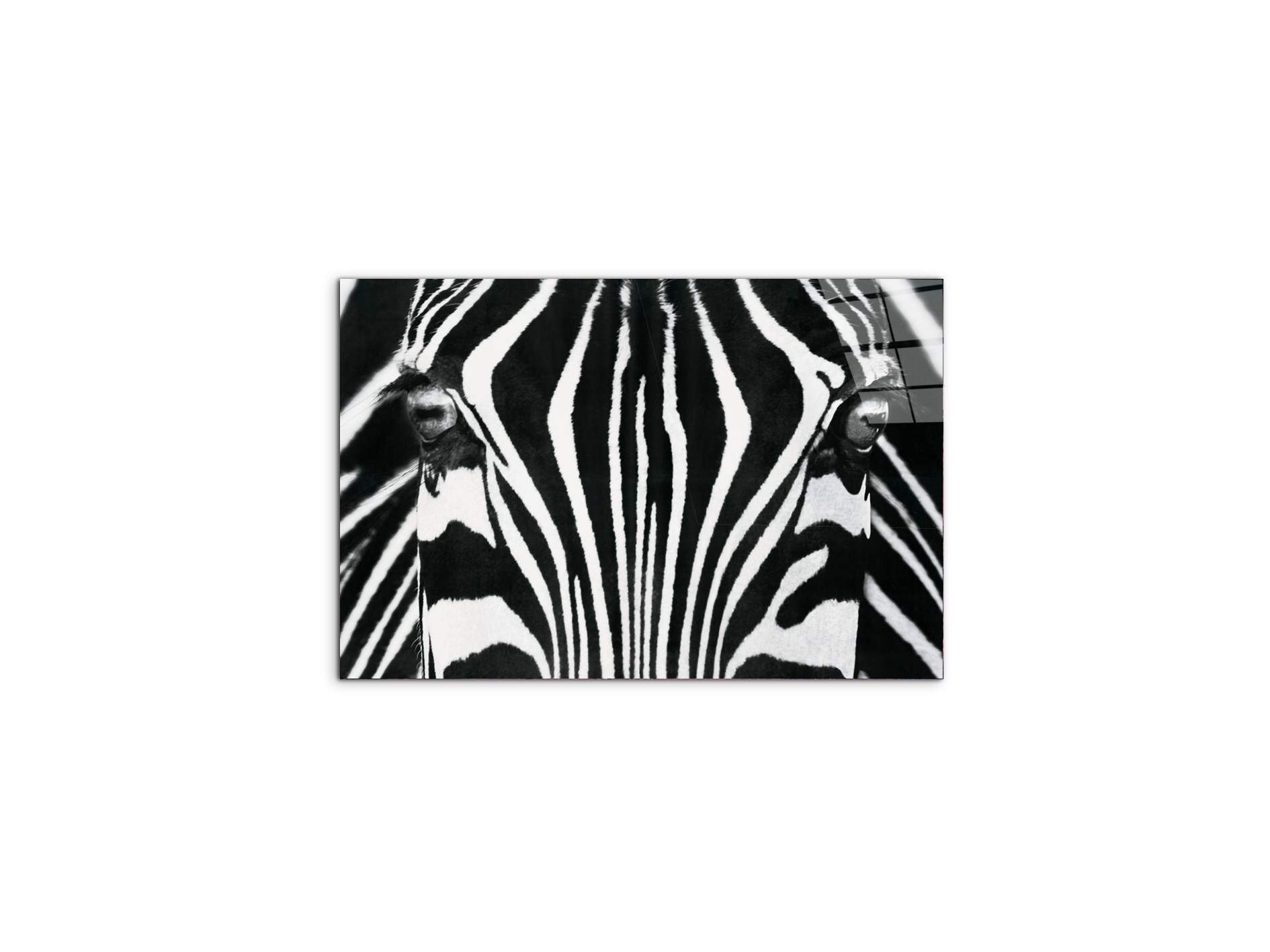 zebraec22171-
