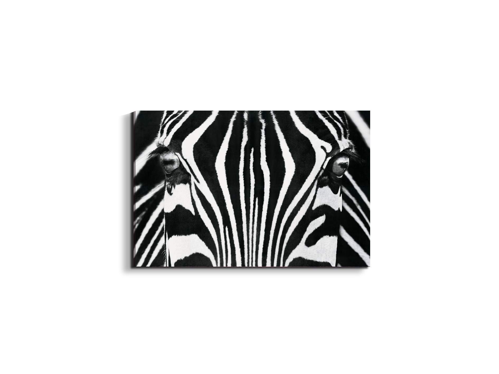 zebraec22171-