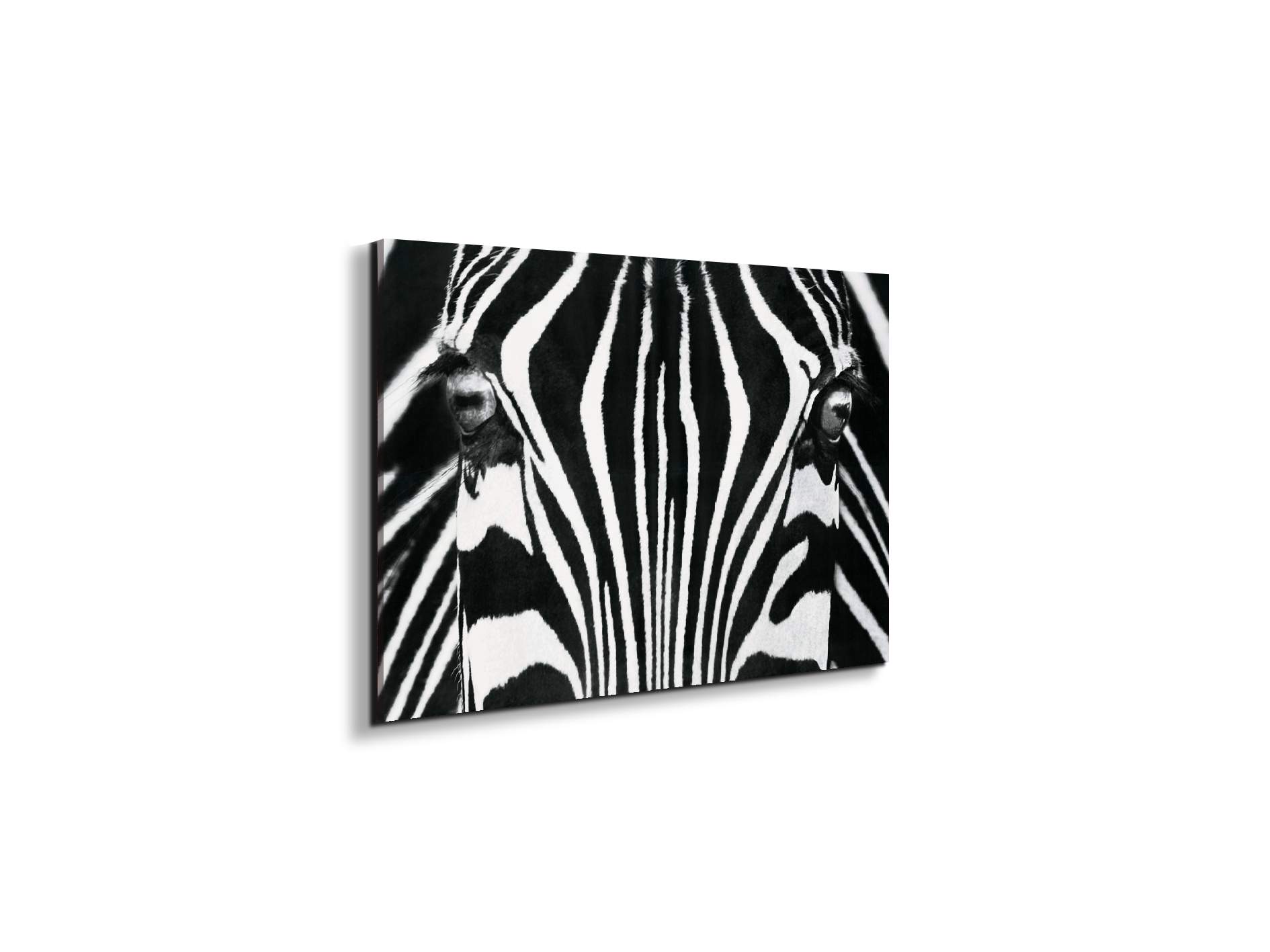 zebraec22171-