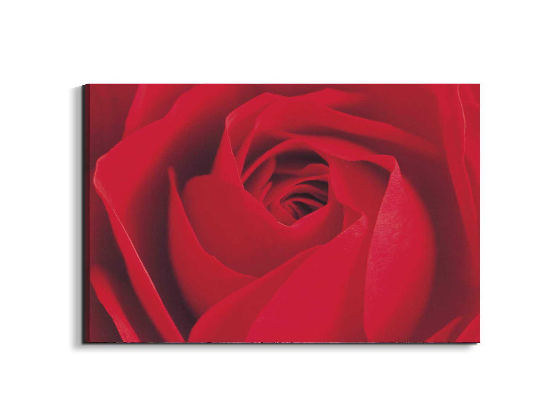 red-rose-detailec22176-#materiale_EarthArt/dimensioni_79,5x53