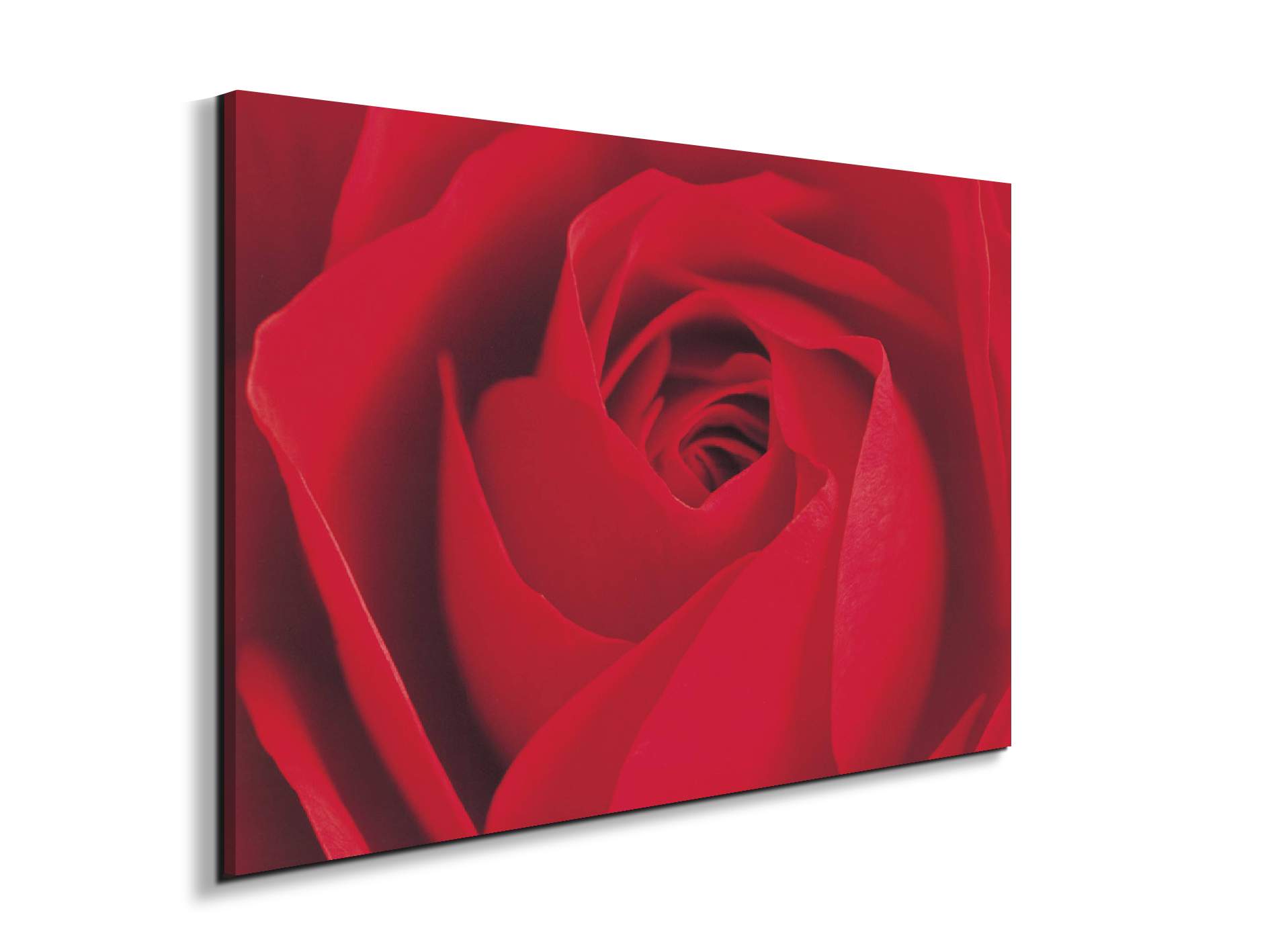 red-rose-detailec22176-#materiale_EarthArt/dimensioni_79,5x53