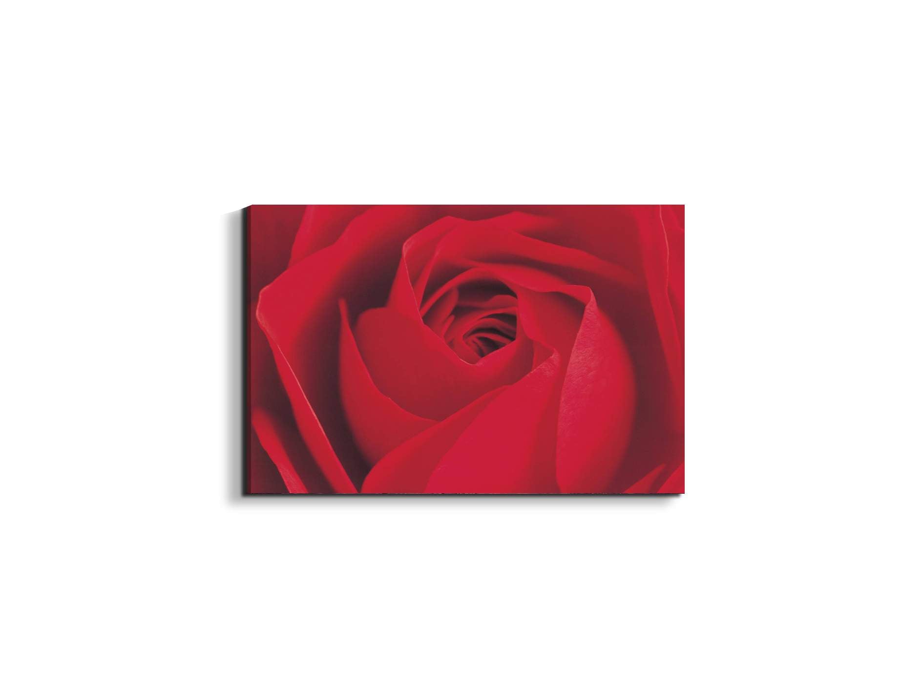 red-rose-detailec22176-#materiale_EarthArt/dimensioni_50x33,33