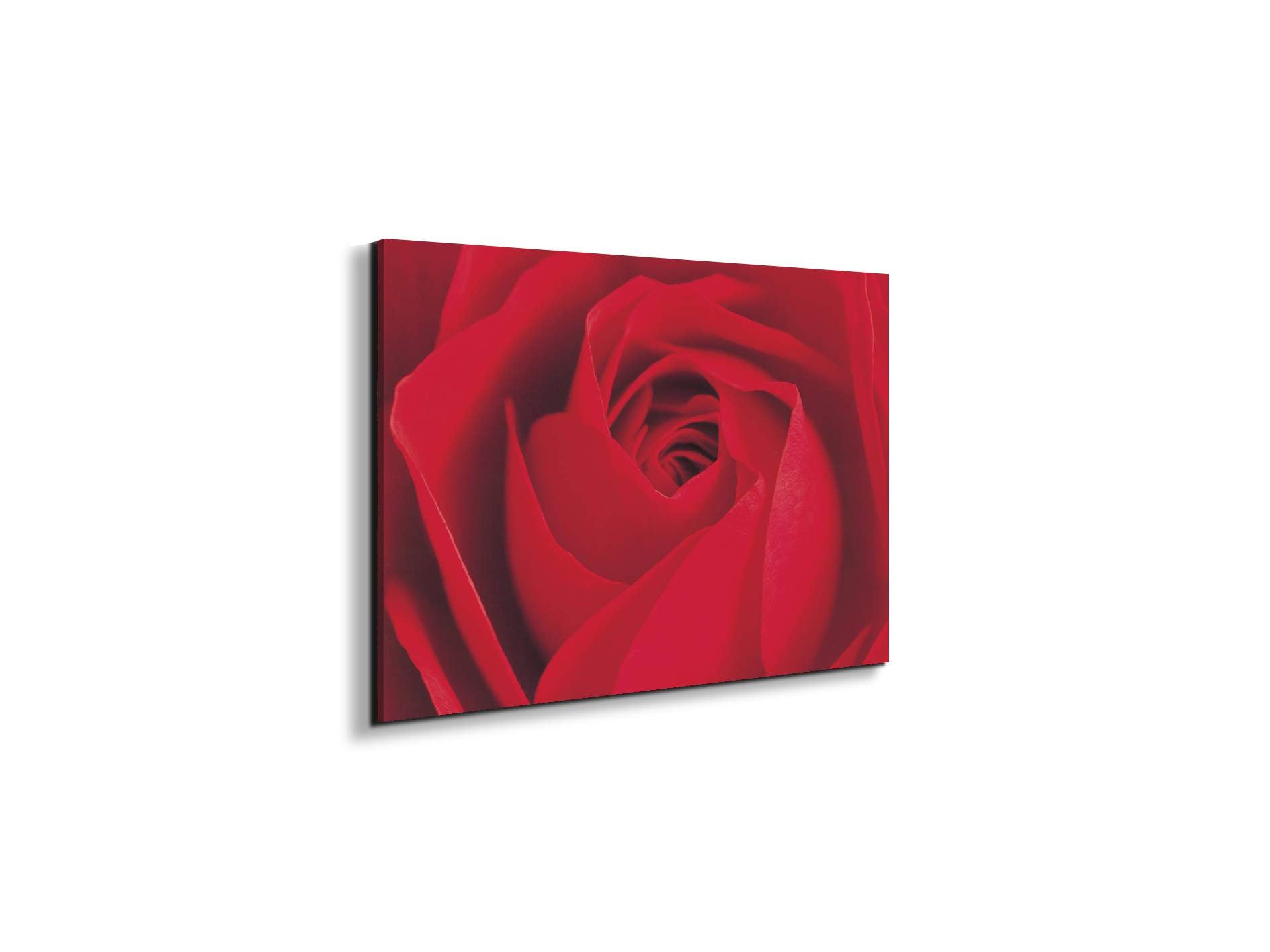 red-rose-detailec22176-#materiale_EarthArt/dimensioni_50x33,33
