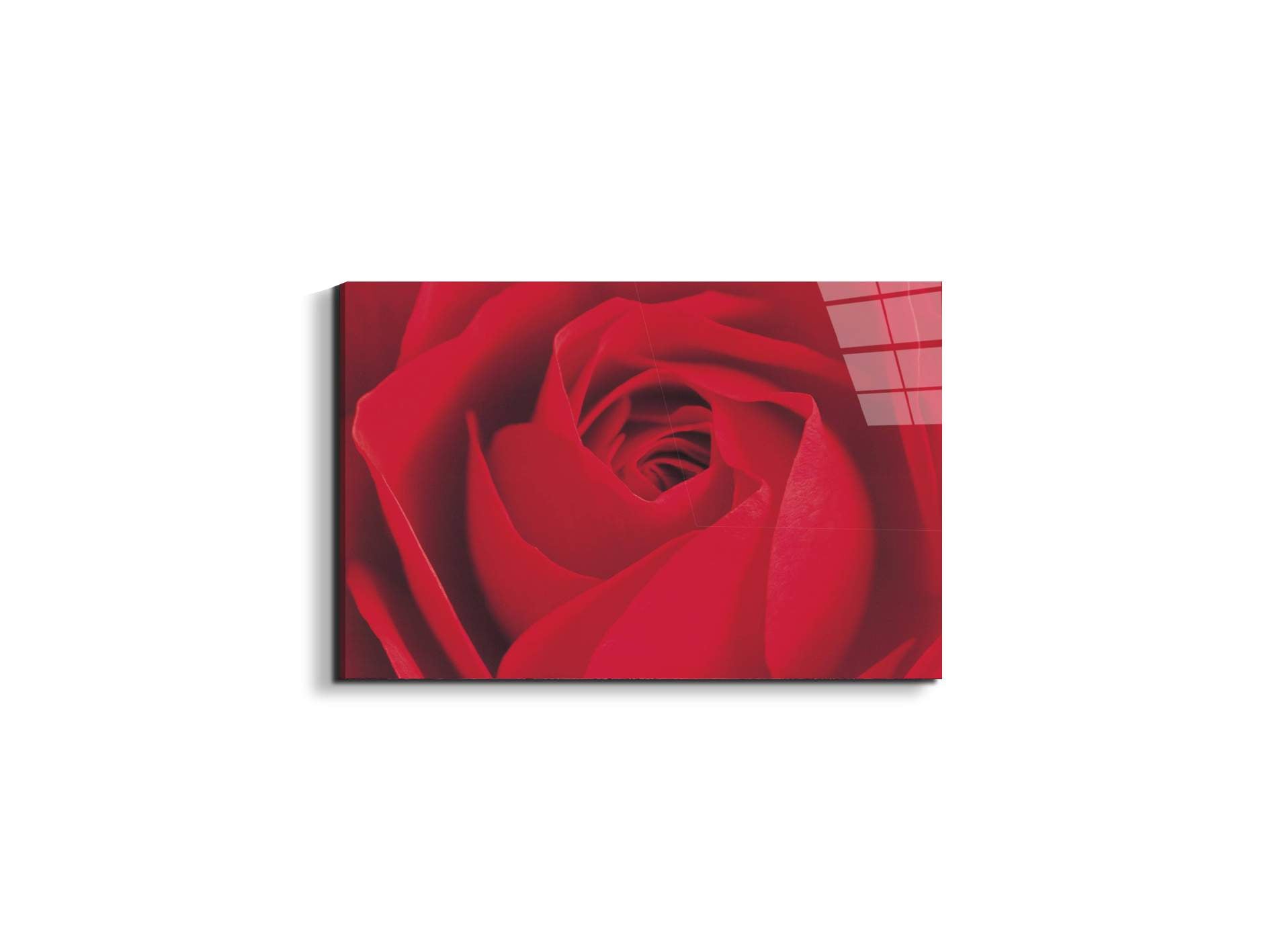red-rose-detailec22176-#materiale_EarthArt Total Gloss/dimensioni_50x33,33