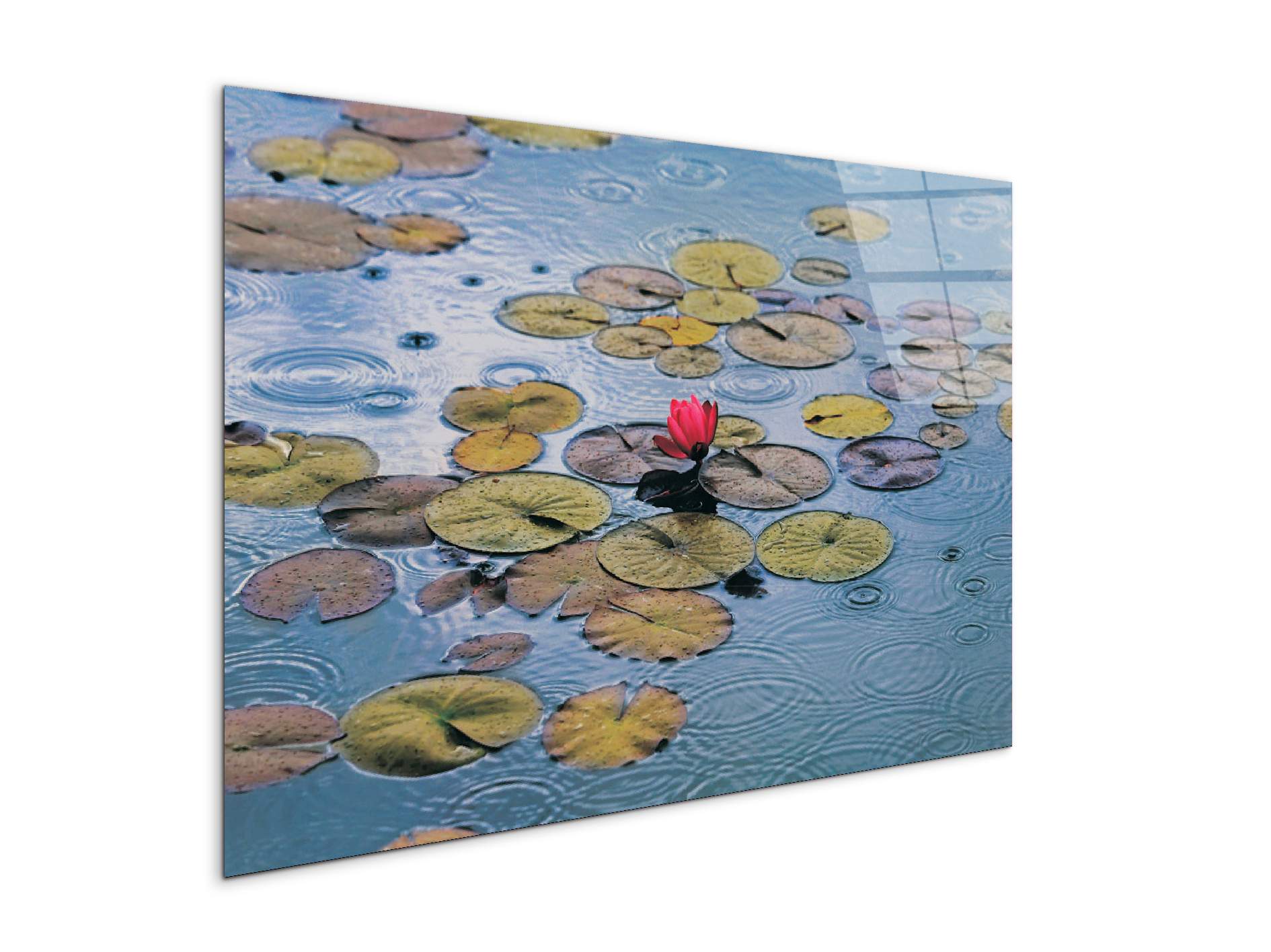 waterliliesec22212-