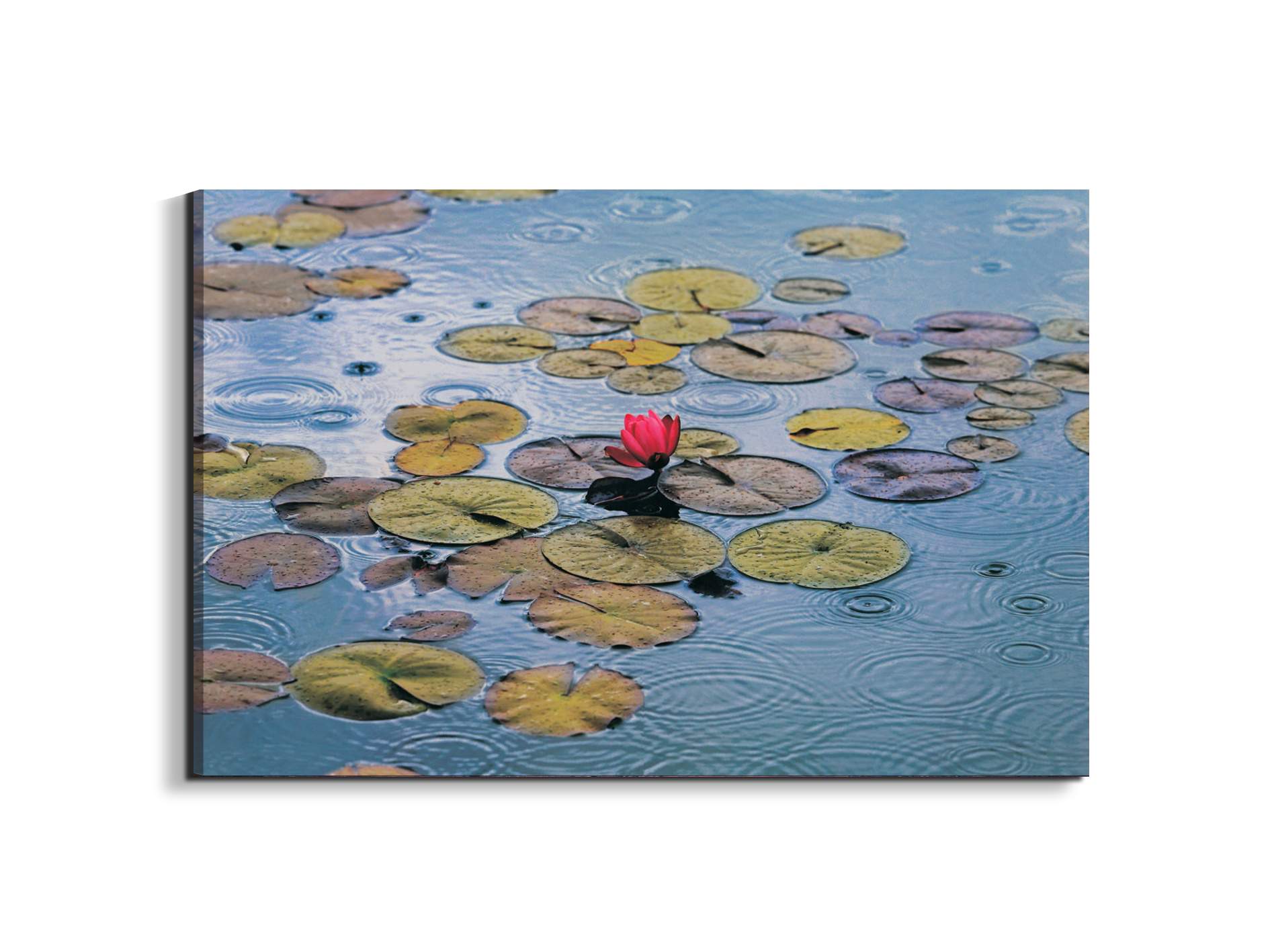 waterliliesec22212-