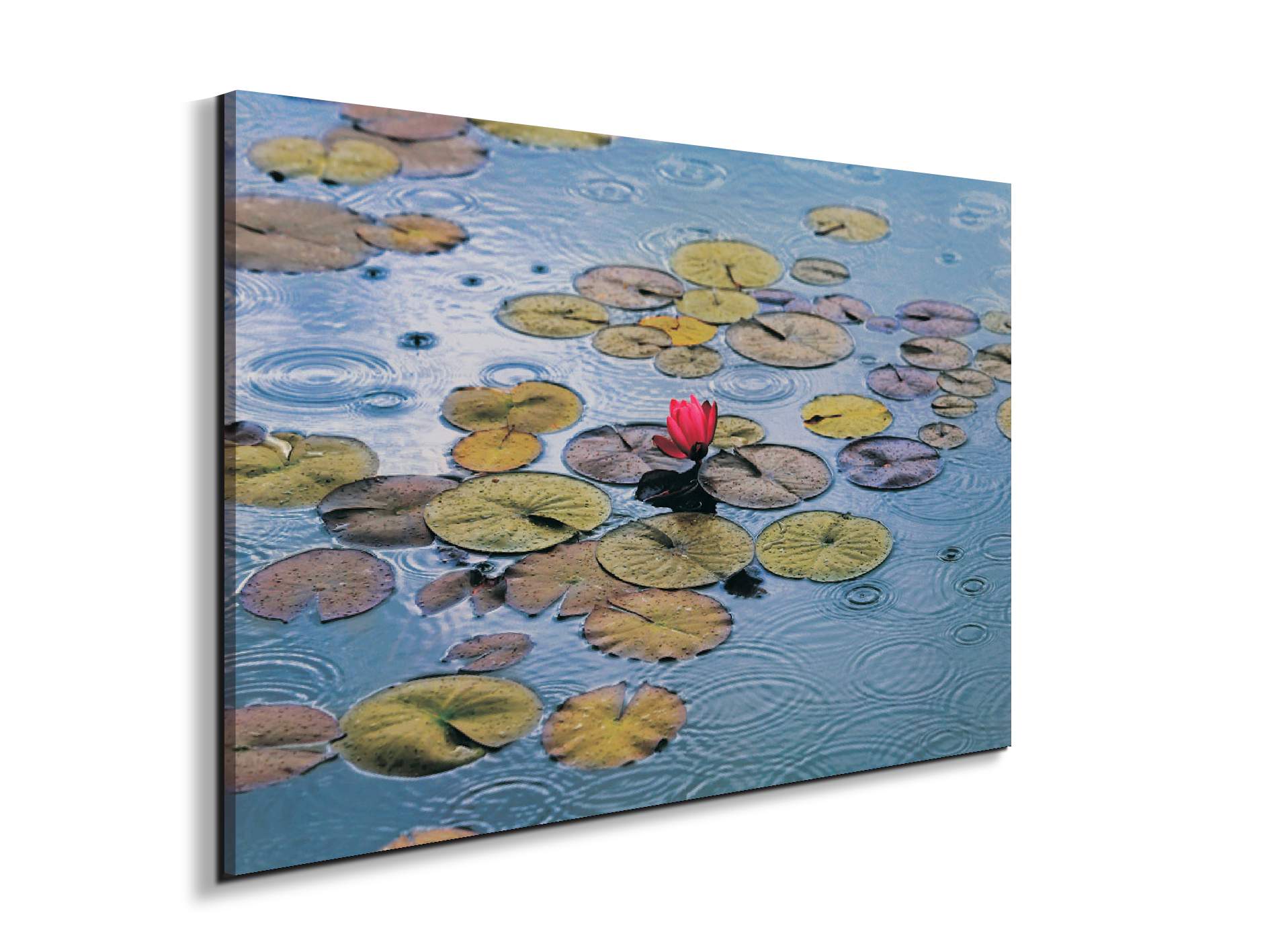 waterliliesec22212-