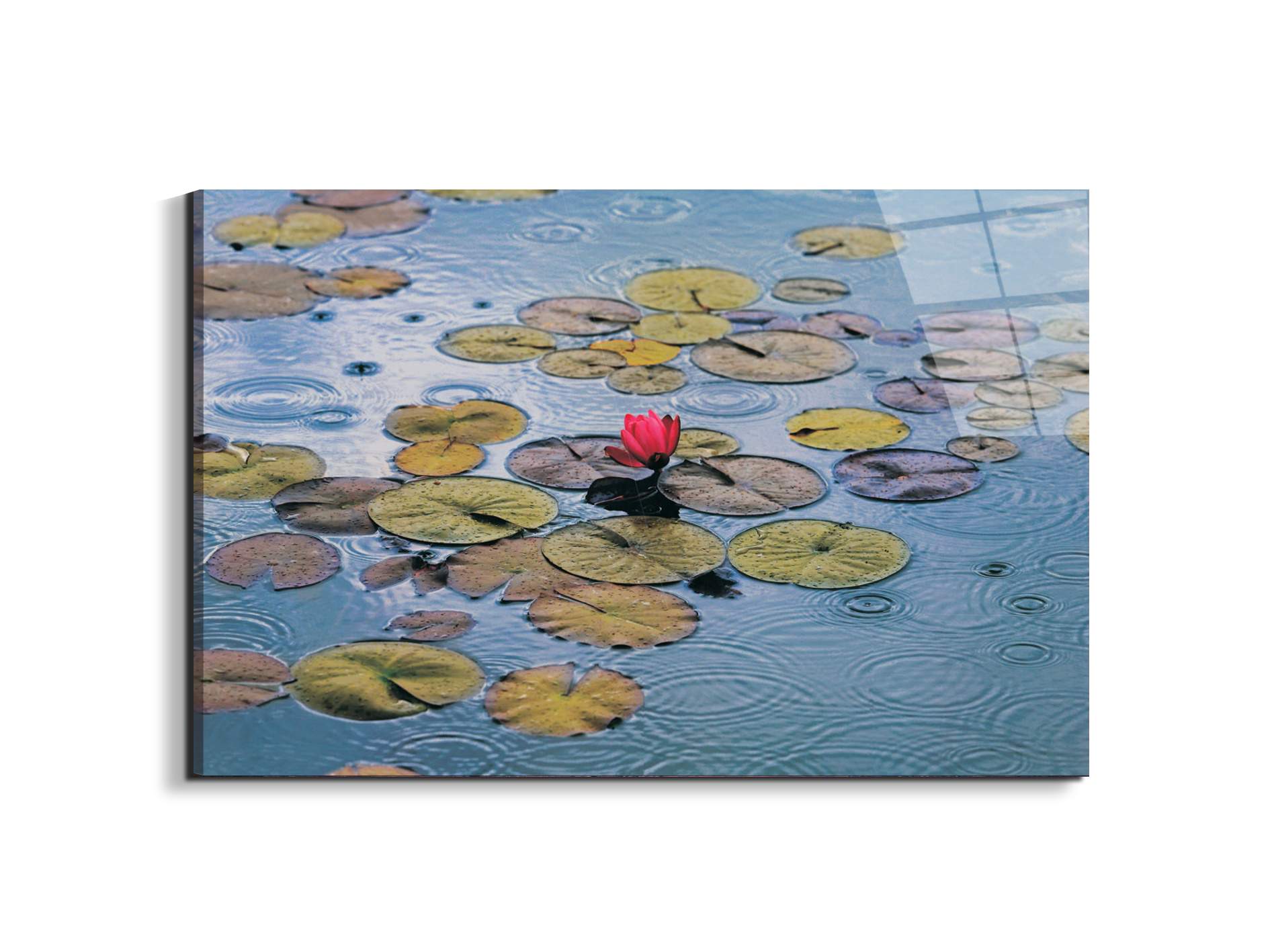 waterliliesec22212-