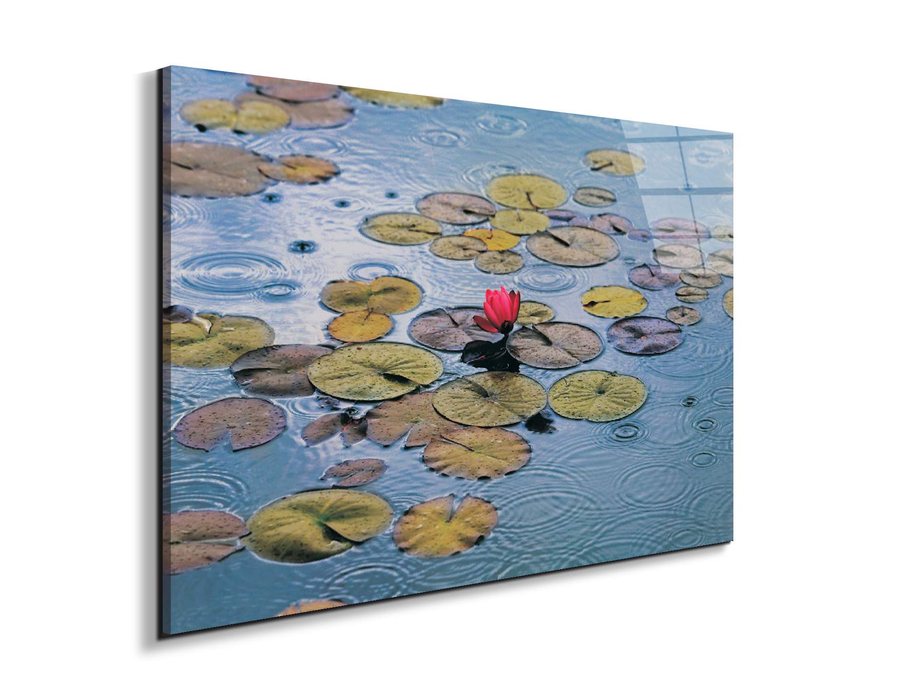 waterliliesec22212-
