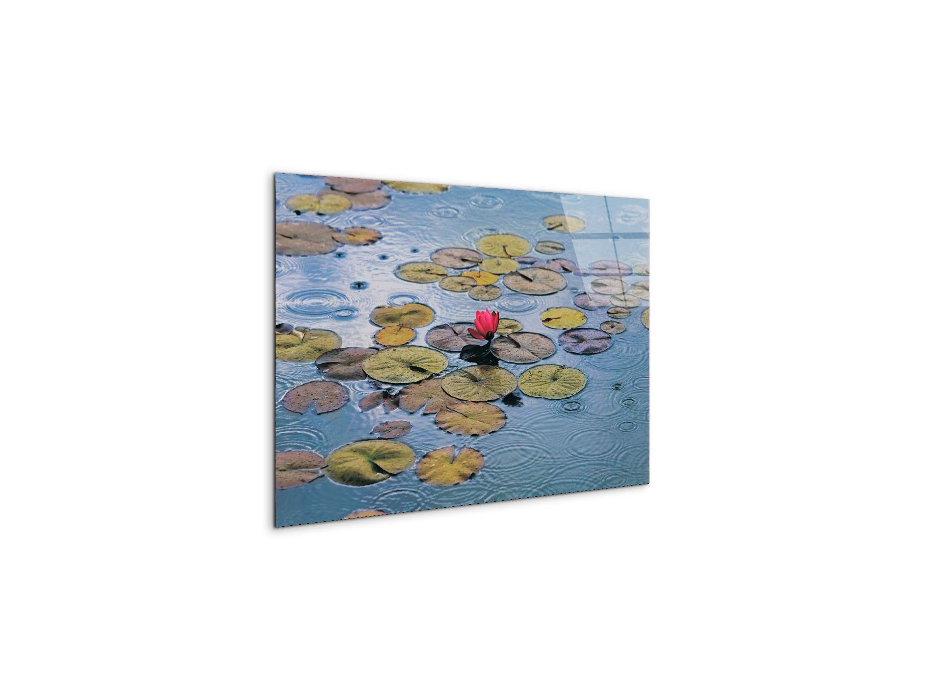 waterliliesec22212-