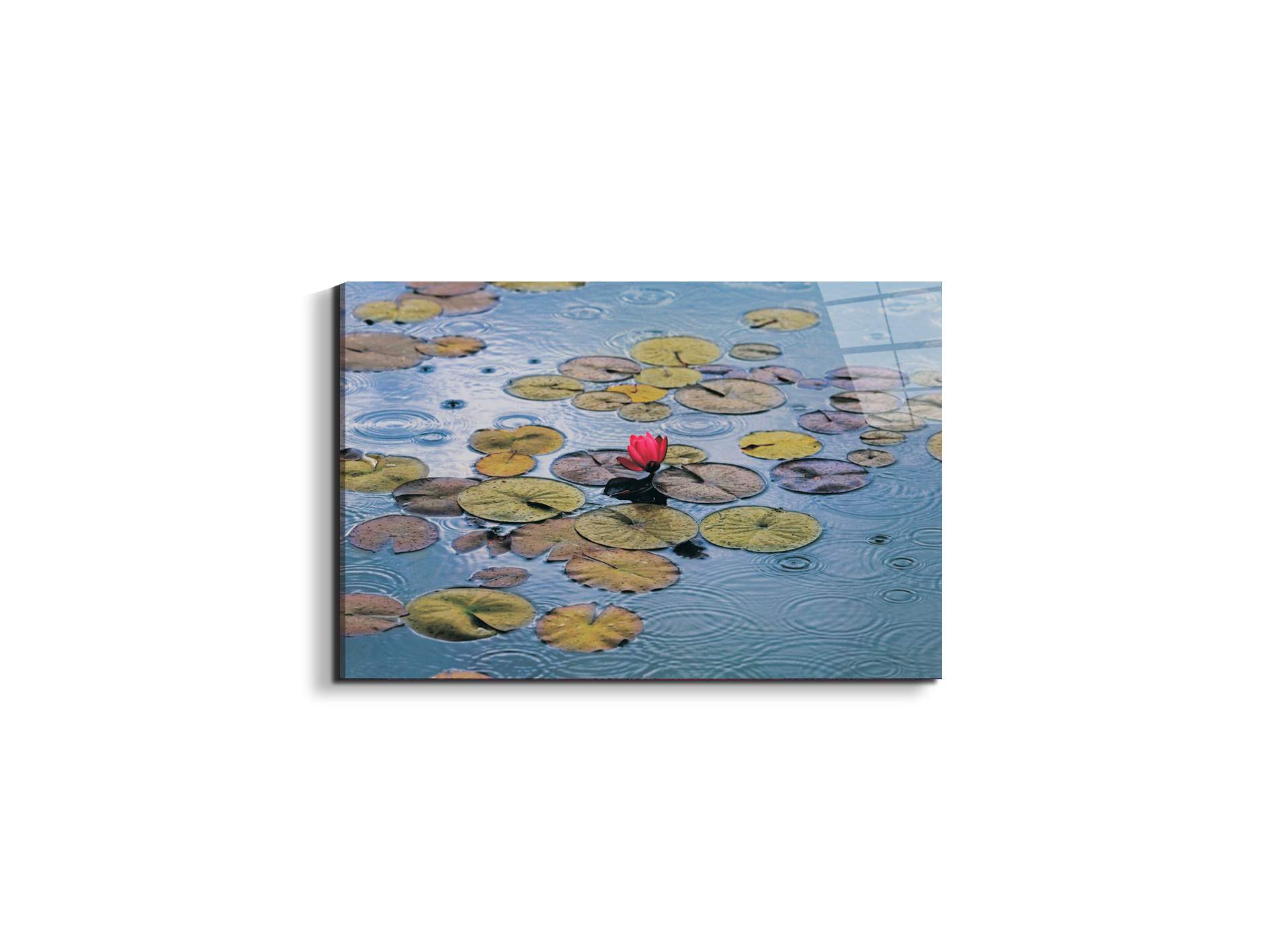 waterliliesec22212-