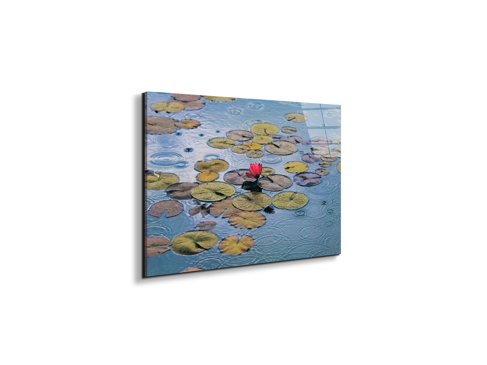 waterliliesec22212-