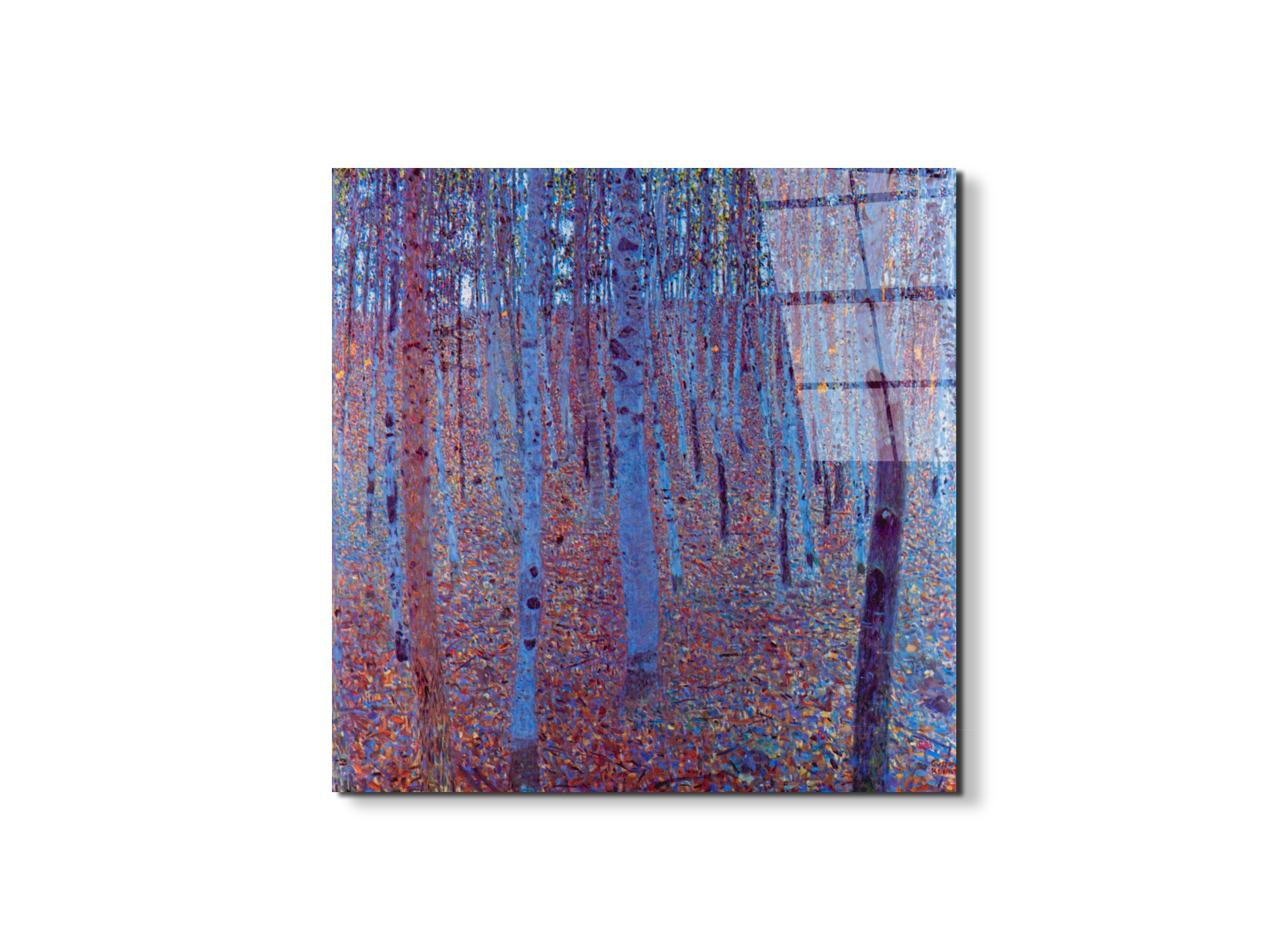 beech-forestas90235-