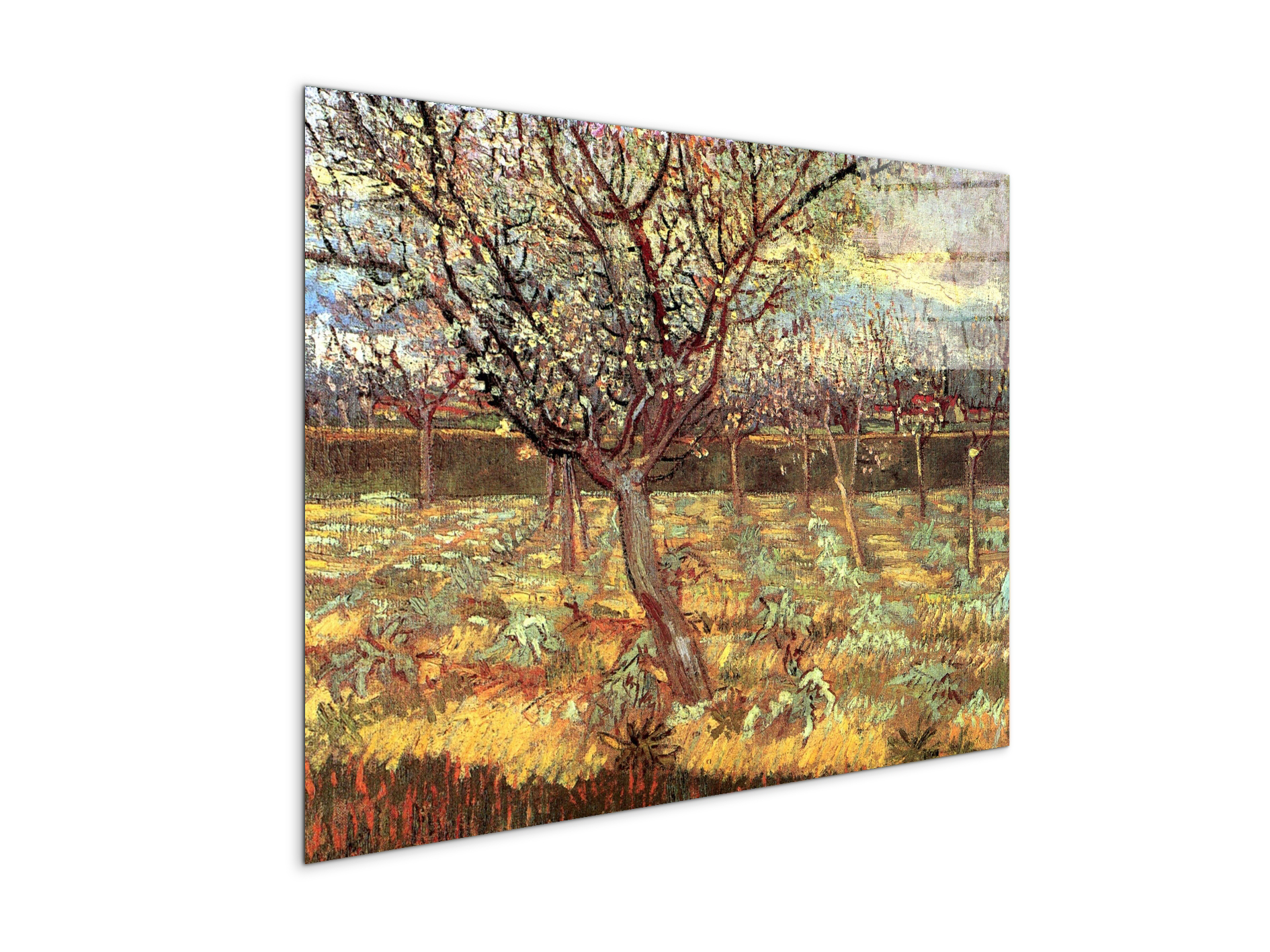 apricot-trees-in-blossom-iias90557-#materiale_CrystalArt/dimensioni_76x57