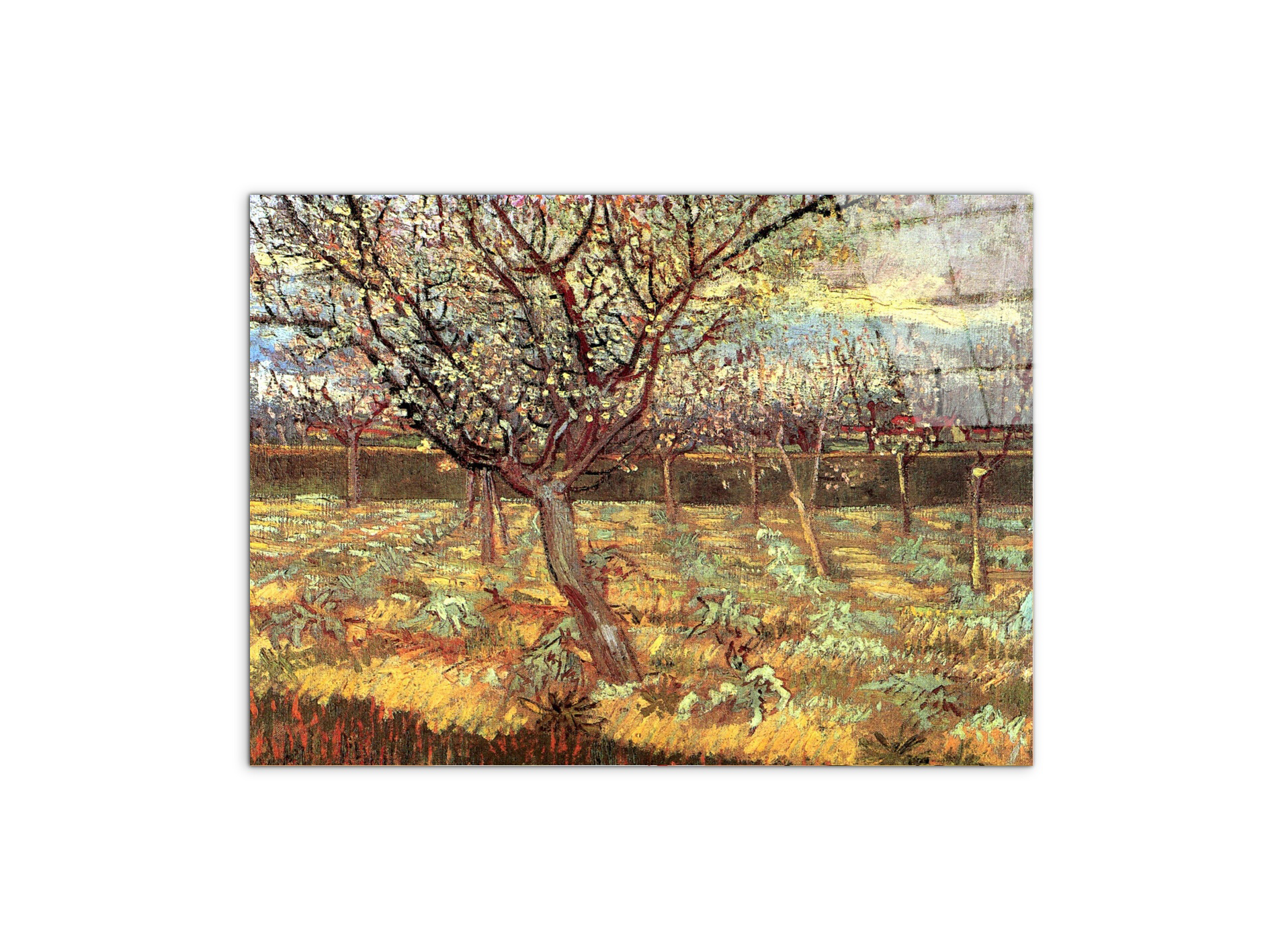 apricot-trees-in-blossom-iias90557-#materiale_CrystalArt/dimensioni_76x57
