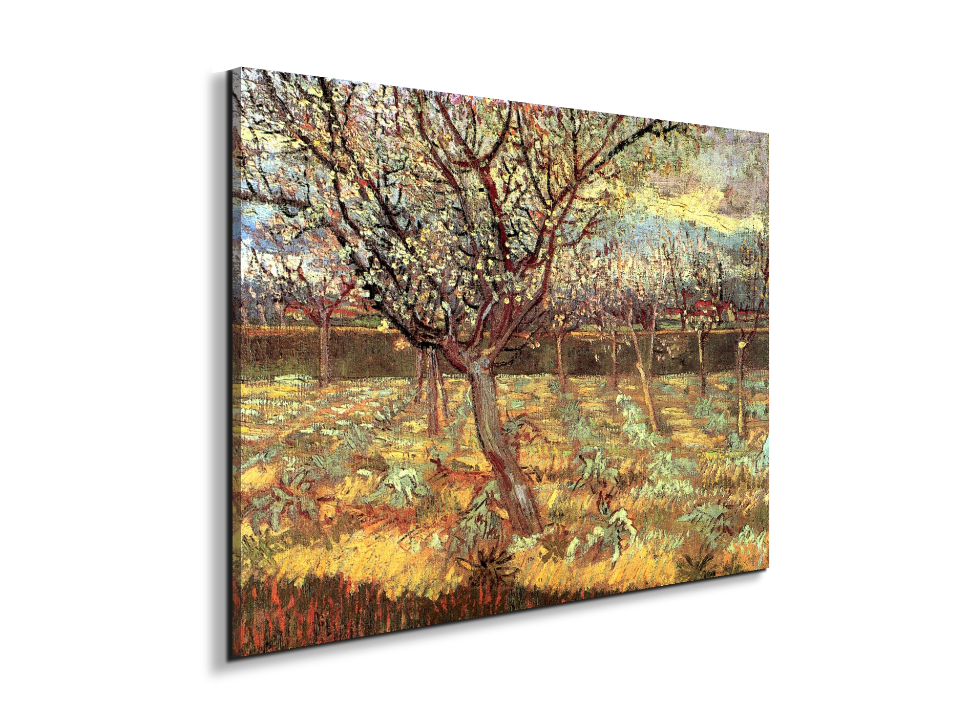 apricot-trees-in-blossom-iias90557-#materiale_EarthArt/dimensioni_76x57